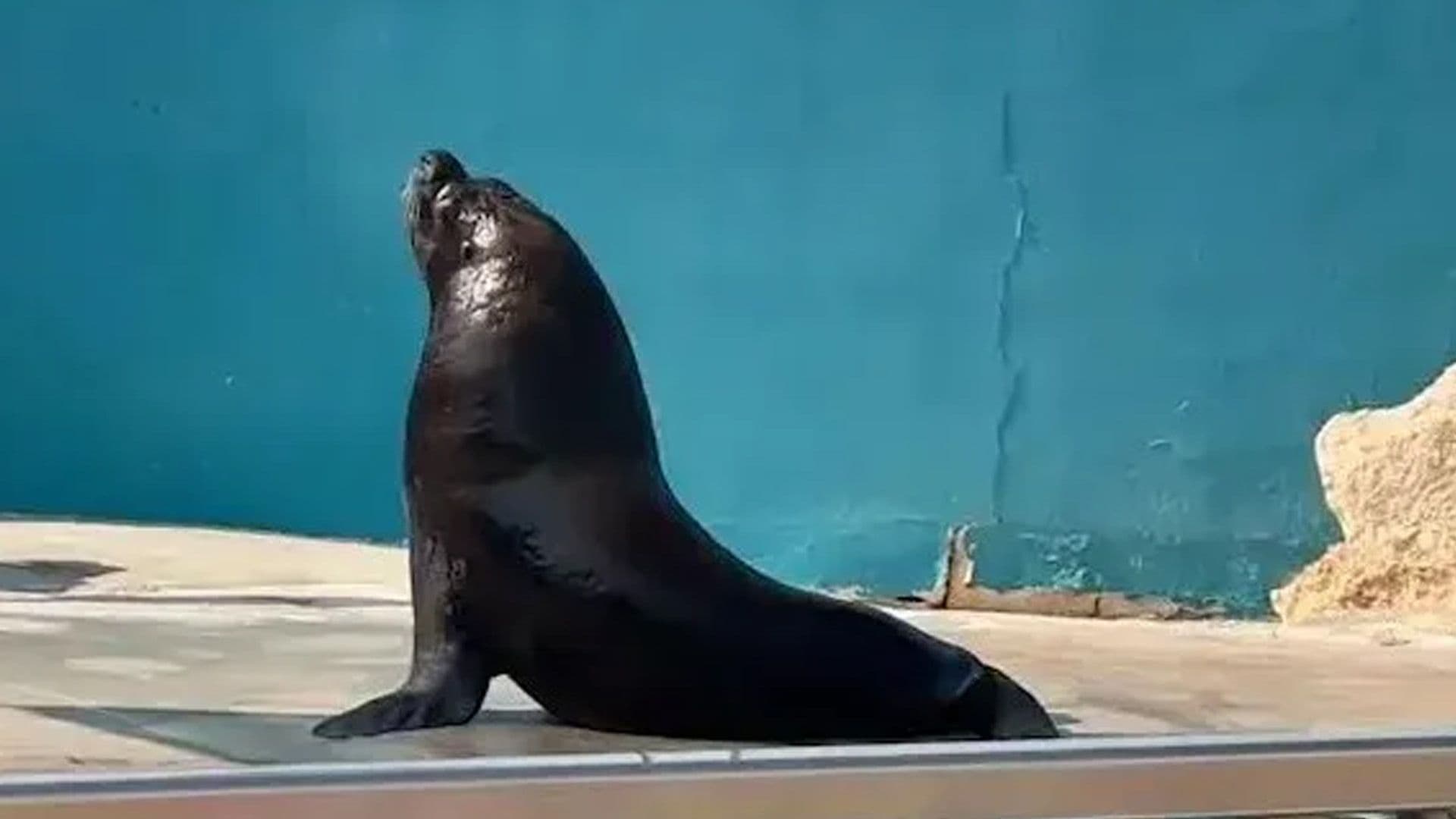 Lonely Sea Lion In Maltese Marine Park Reported By The SUN UK