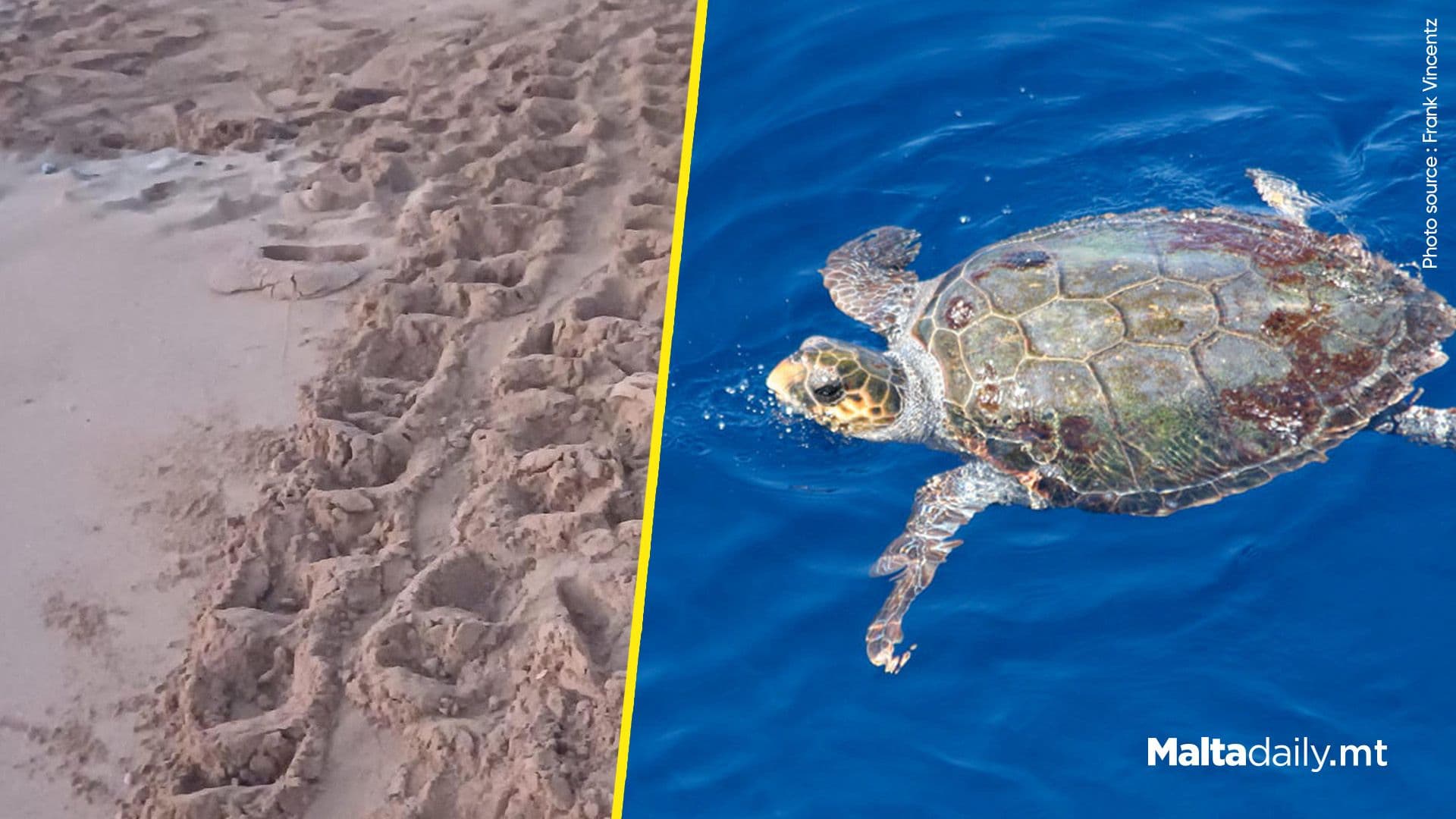 Turtle Builds Nest at Gnejna Bay