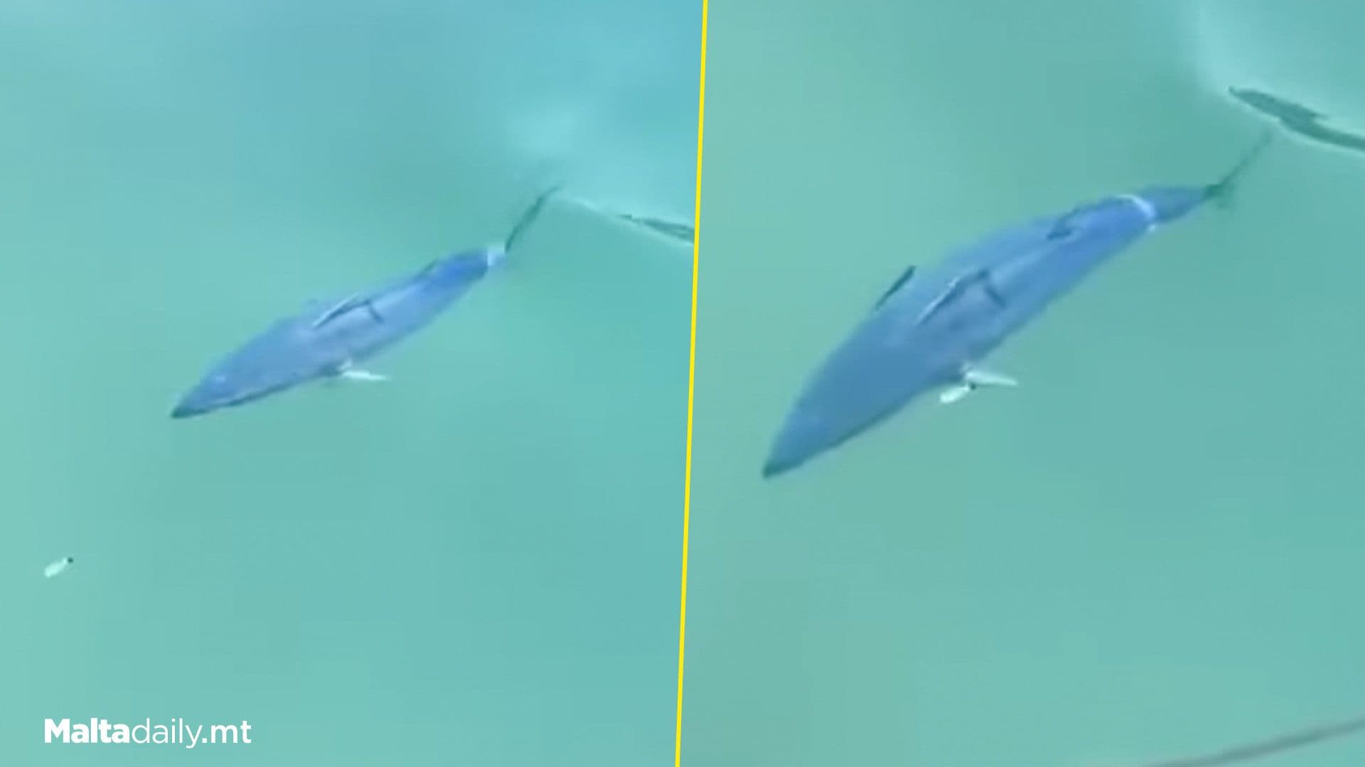 ‘Rare Visitor; Rainbow Runner Fish Spotted In Malta