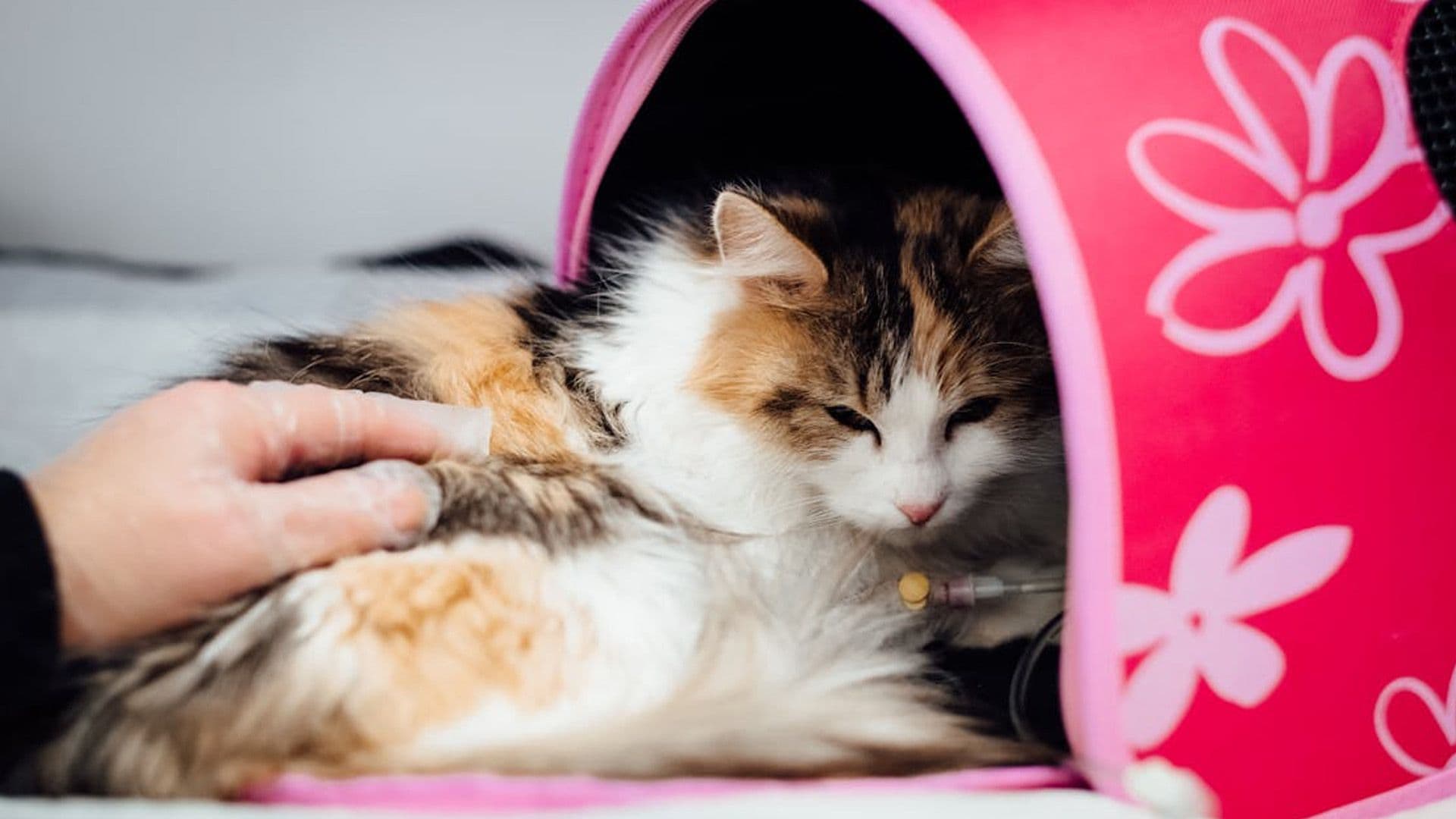 Vet Clinic To Offer Emergency Services At Night, On Public Holidays