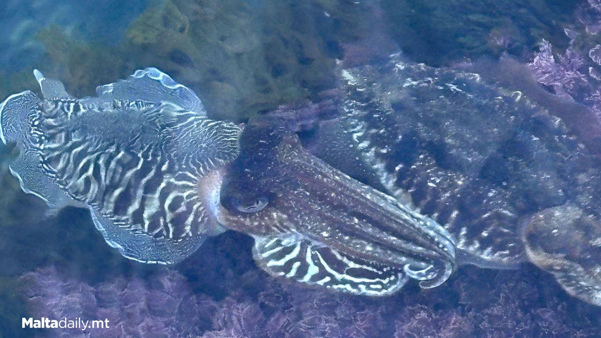 Cuttlefish Spotted In St Julian’s Shallow Waters