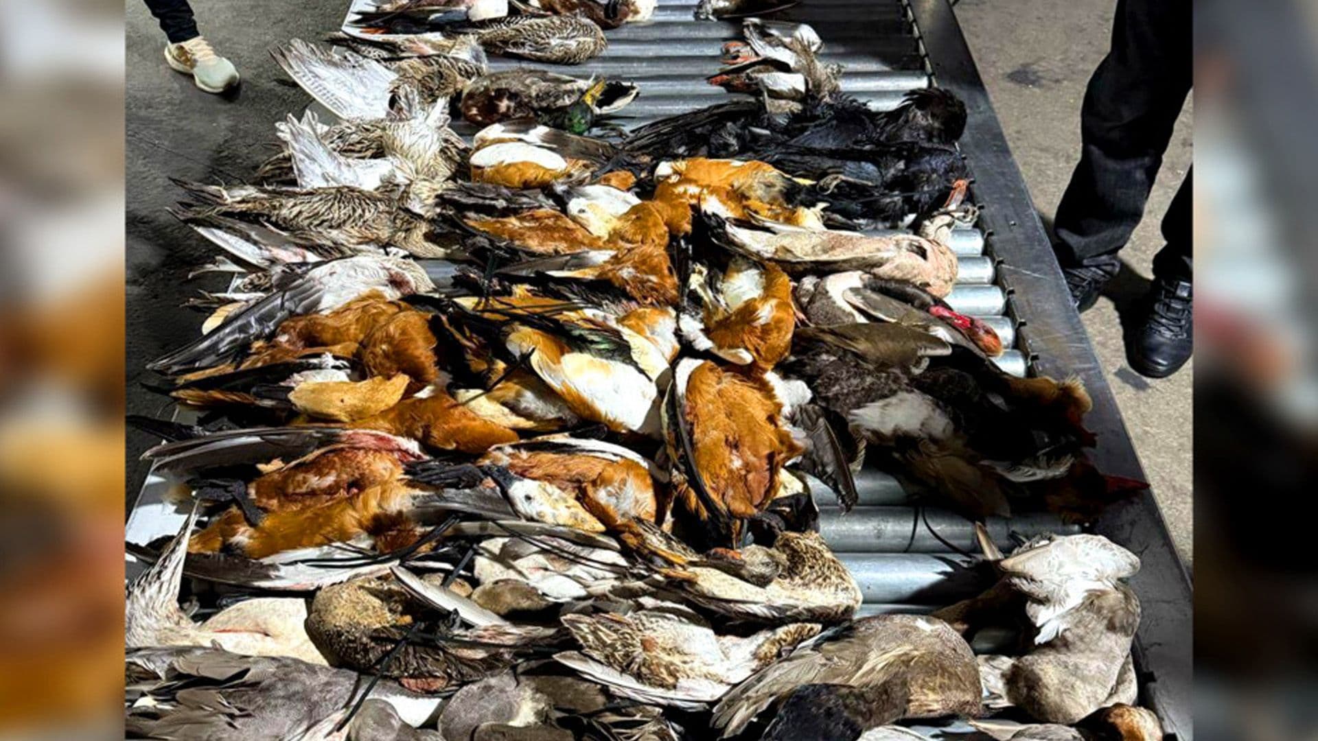 5 Maltese Detained At Manas For Exporting Wildlife Specimens