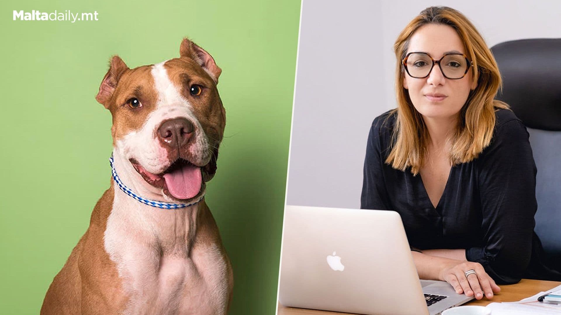 Dog Owners Should Prove Legality Of Ear, Tail Cropping