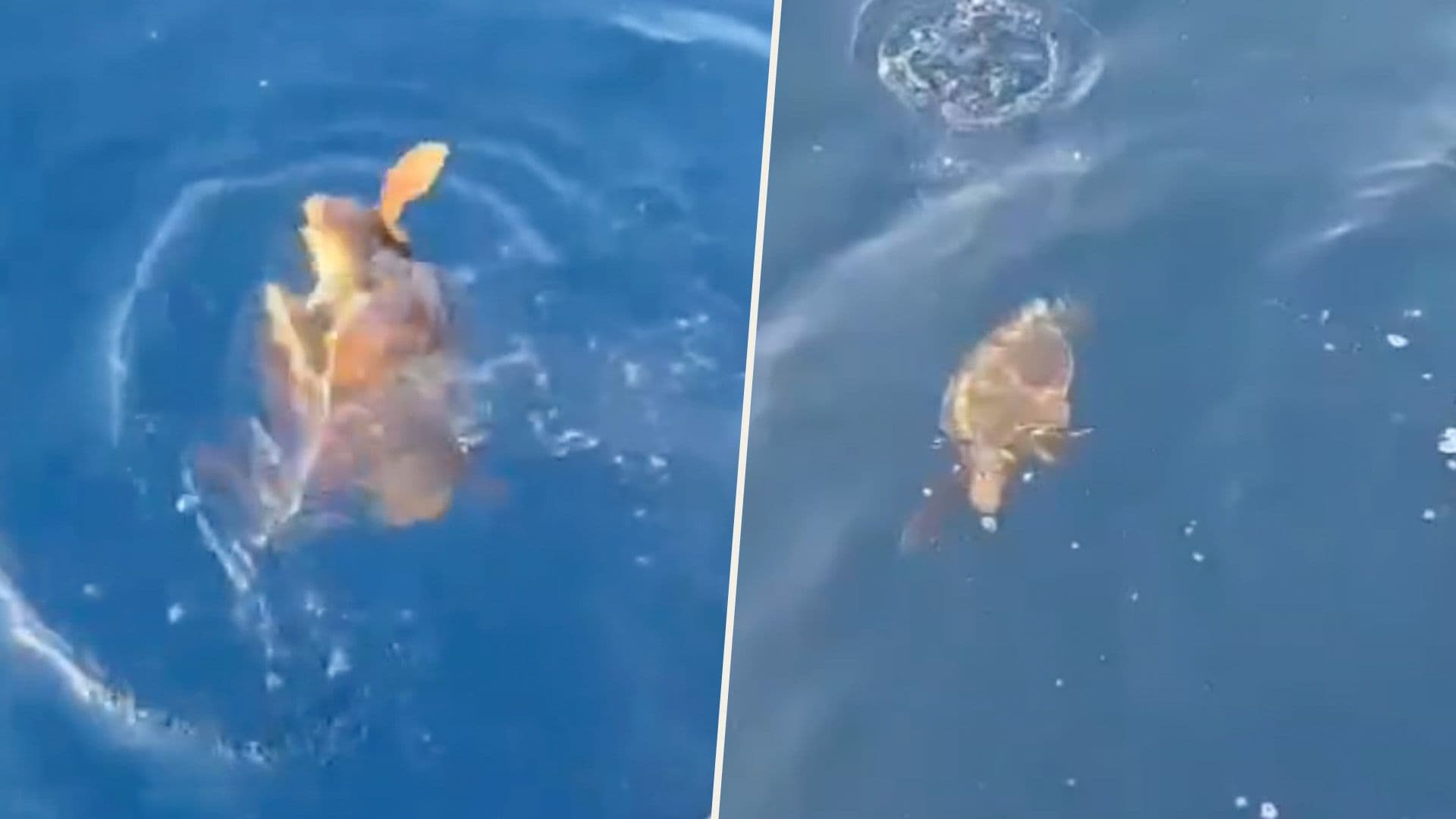Loggerhead Turtle In Difficulty Rescued By ERA Officers
