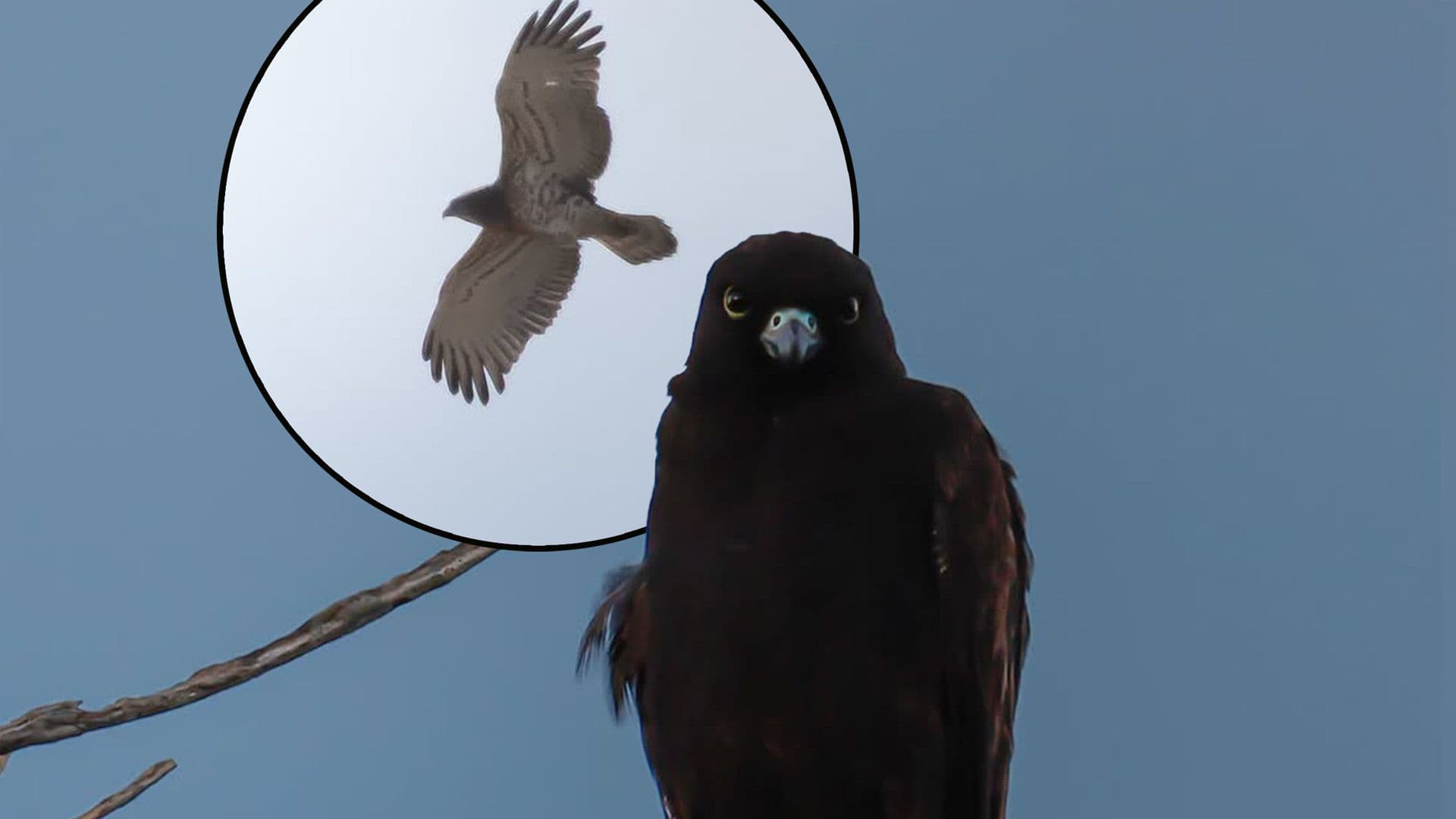 Local Captures Stunning Photos Of Birds Of Prey Over Maltese Skies