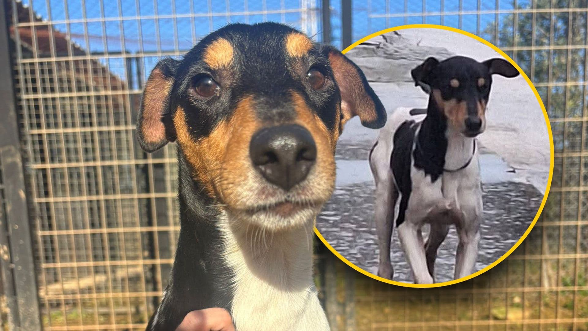 Lino's Shelter Story: From The Streets To A Loving Home