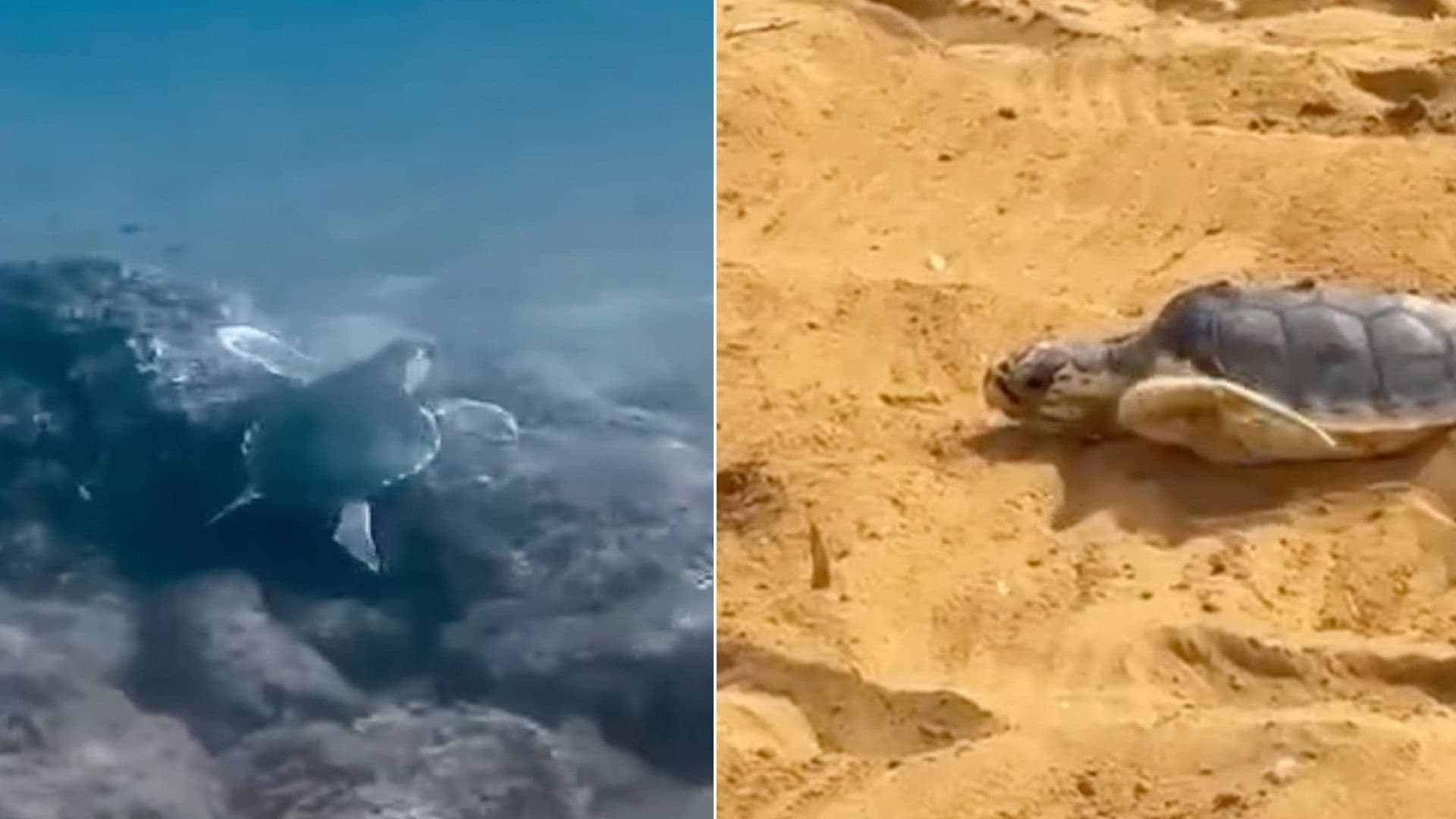Two Turtles Released Back Into The Sea After Rehabilitation