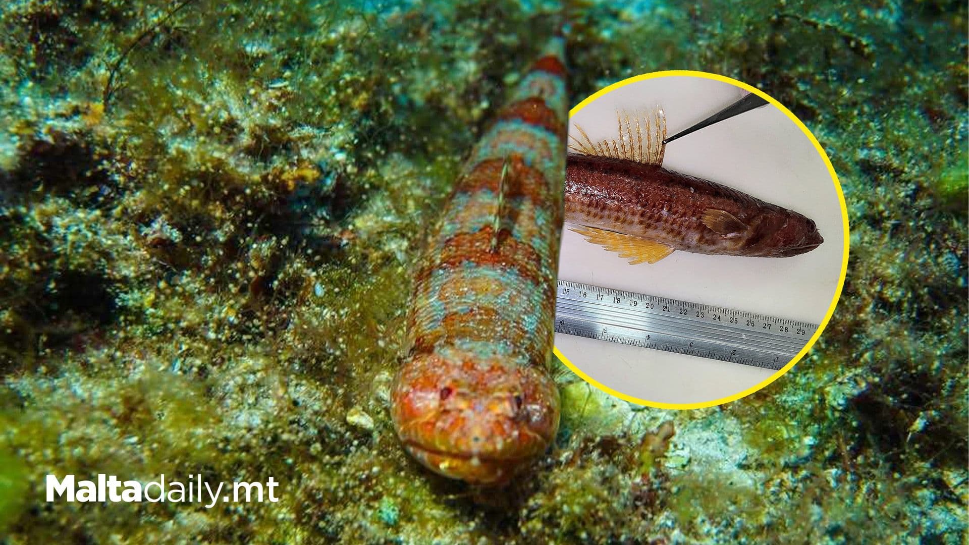 Marine Biologist Discovers Diamond Lizardfish In Malta