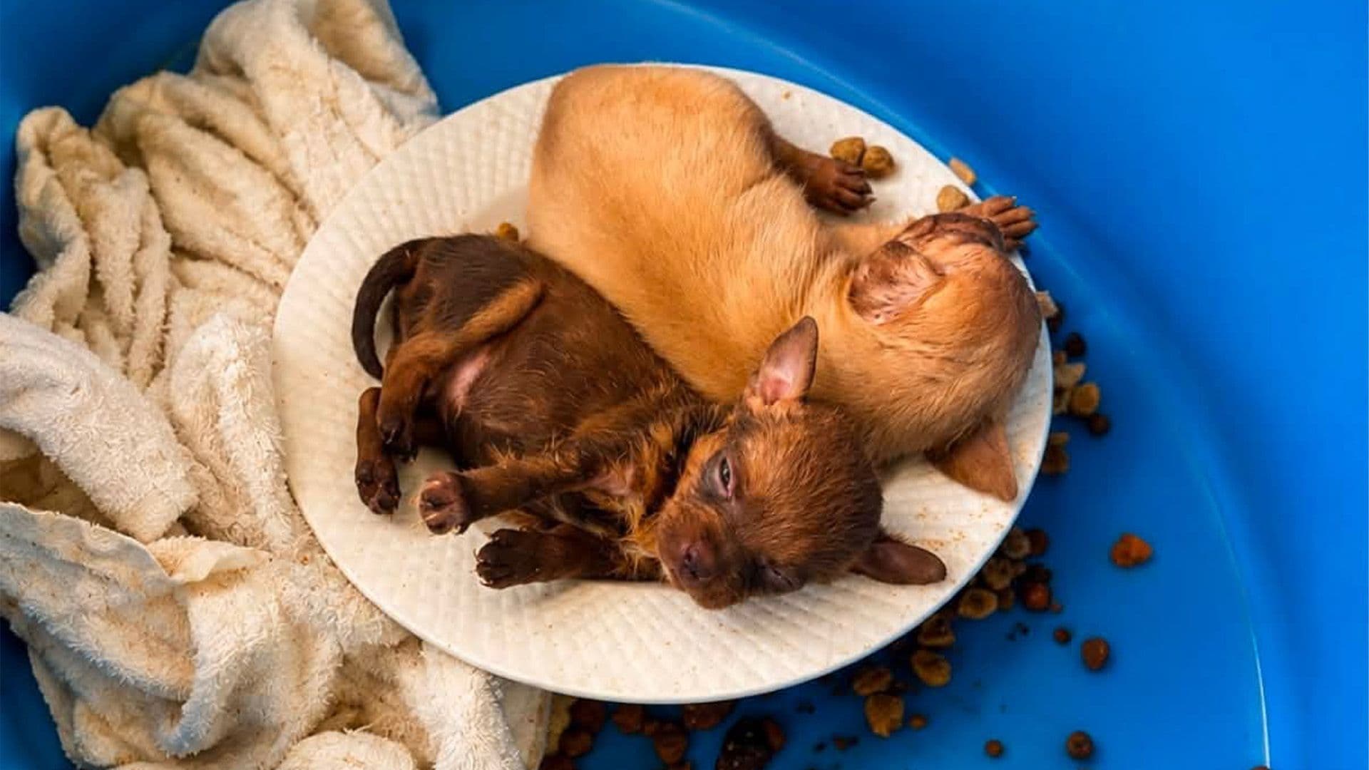 ‘Another Accidental Litter’: MSPCA Pleads For Responsible Neutering As Pressure On Shelter Grows