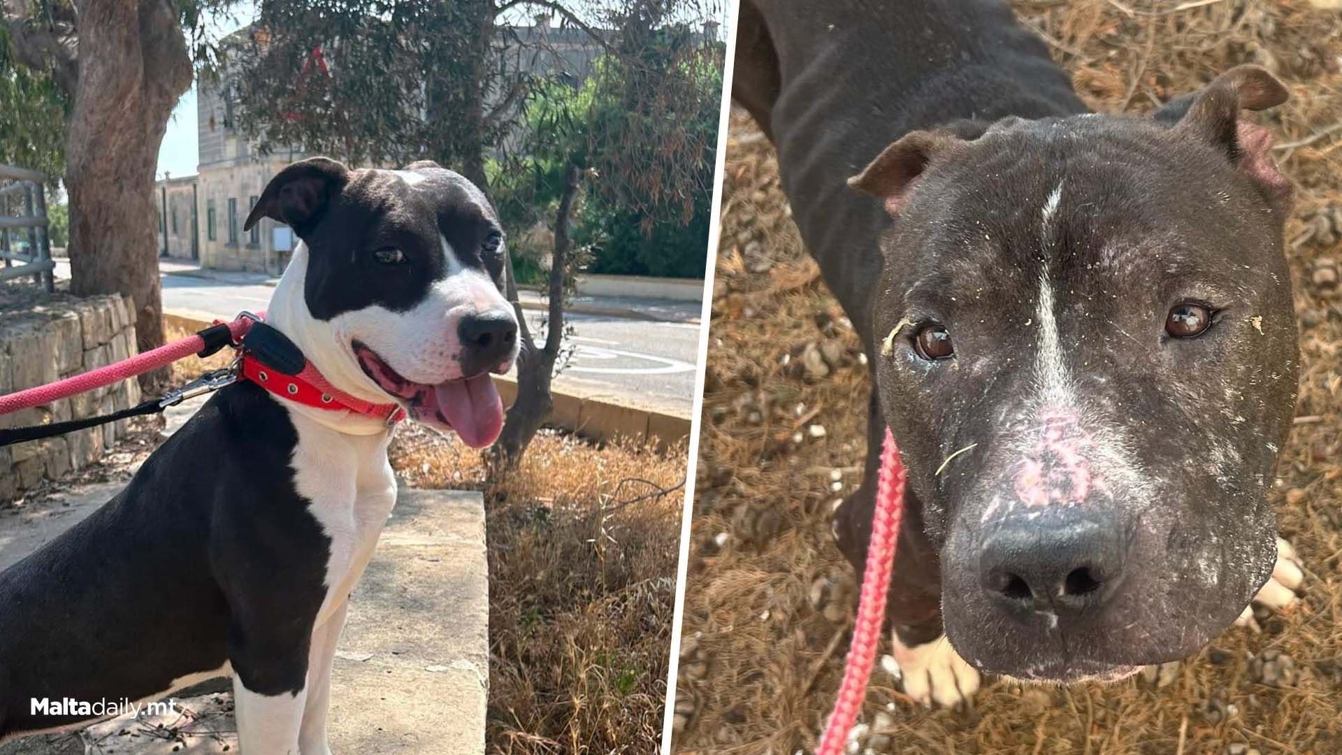 Calls For Adoption After 28 Dogs Rescued From Neglect
