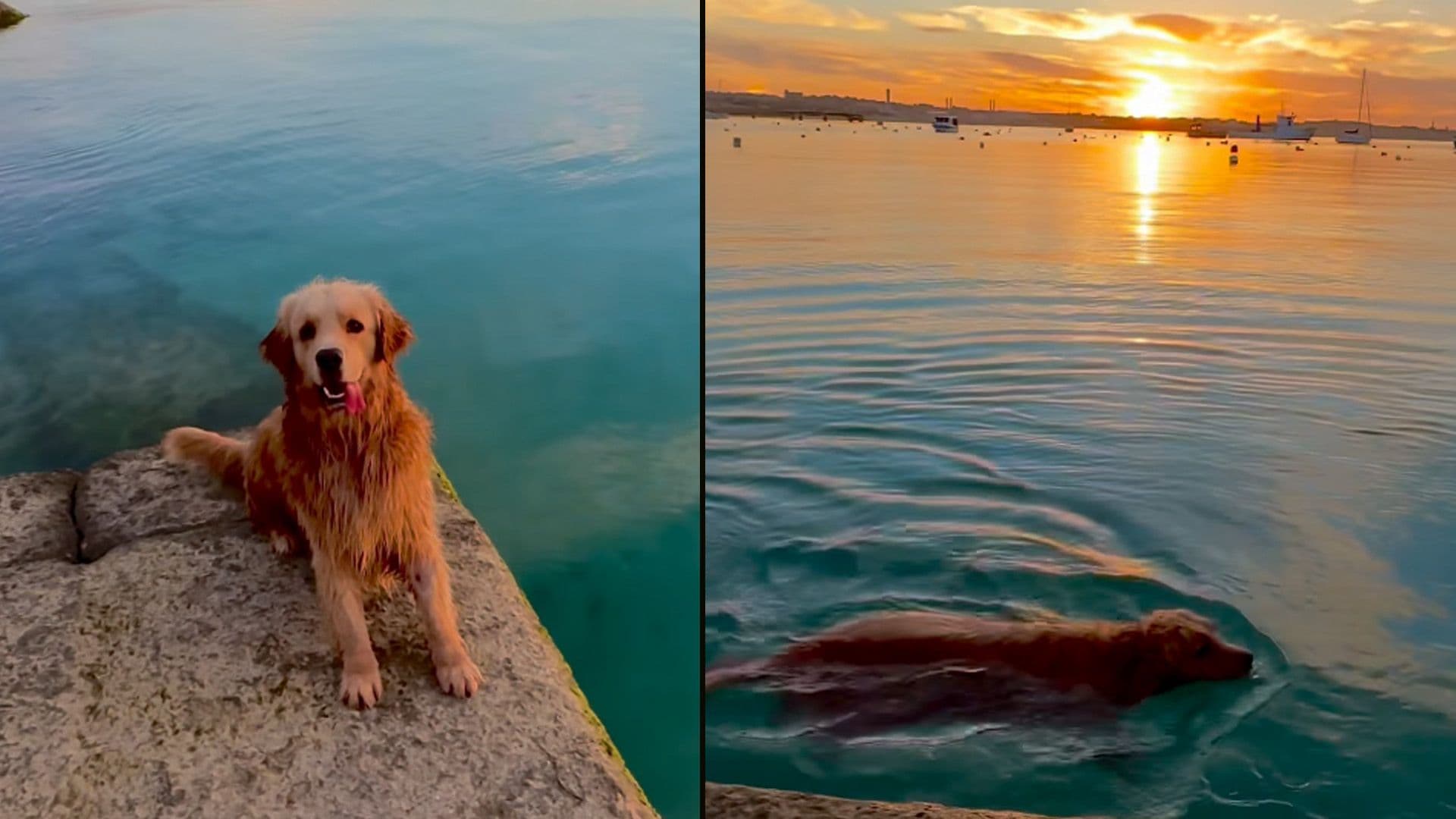 Golden Retriever Starts The Week With Maltese Sunrise Swim
