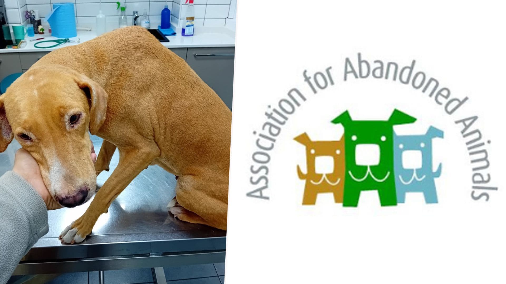 Local Animal Shelter Calls Out Neglect Of Pets