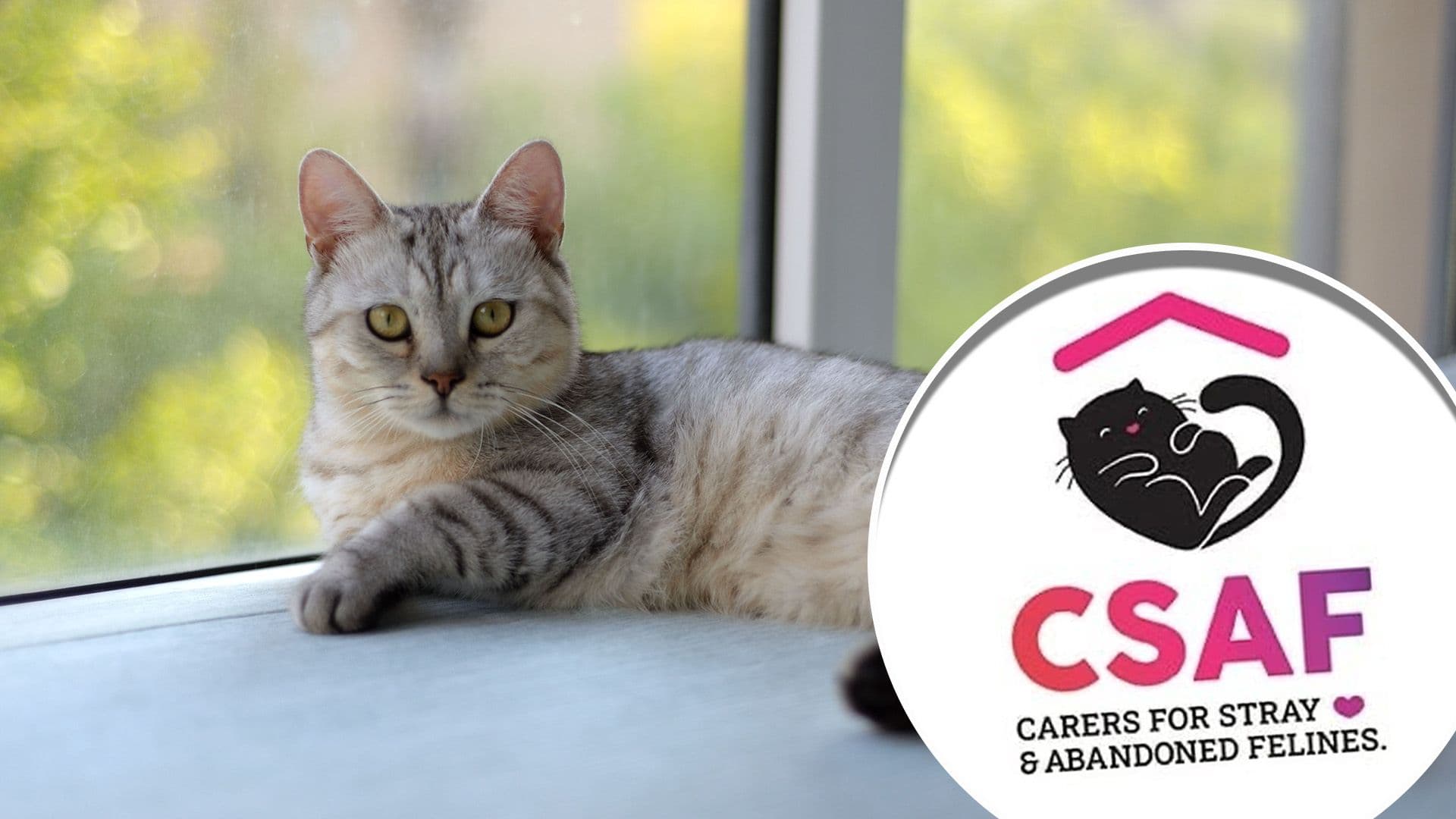 Stray Cat Sanctuary Urgently Appeals for Help After Losing Electricity