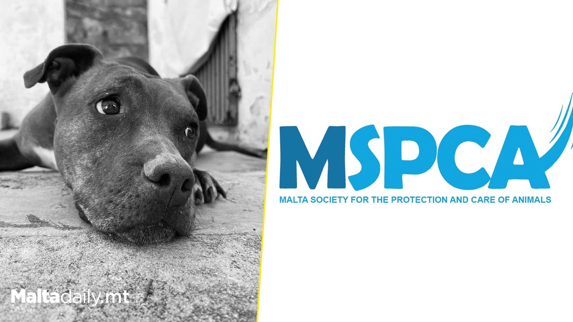 MSPCA Calls for Urgent Reform After Dog Fatally Shot by Police