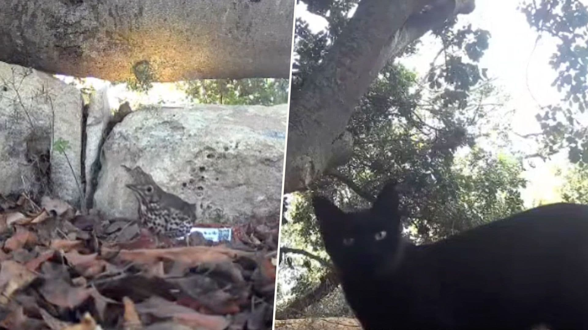 Watch: Hedgehogs, Robins & Cats Visit Local School’s Water For Wildlife Garden
