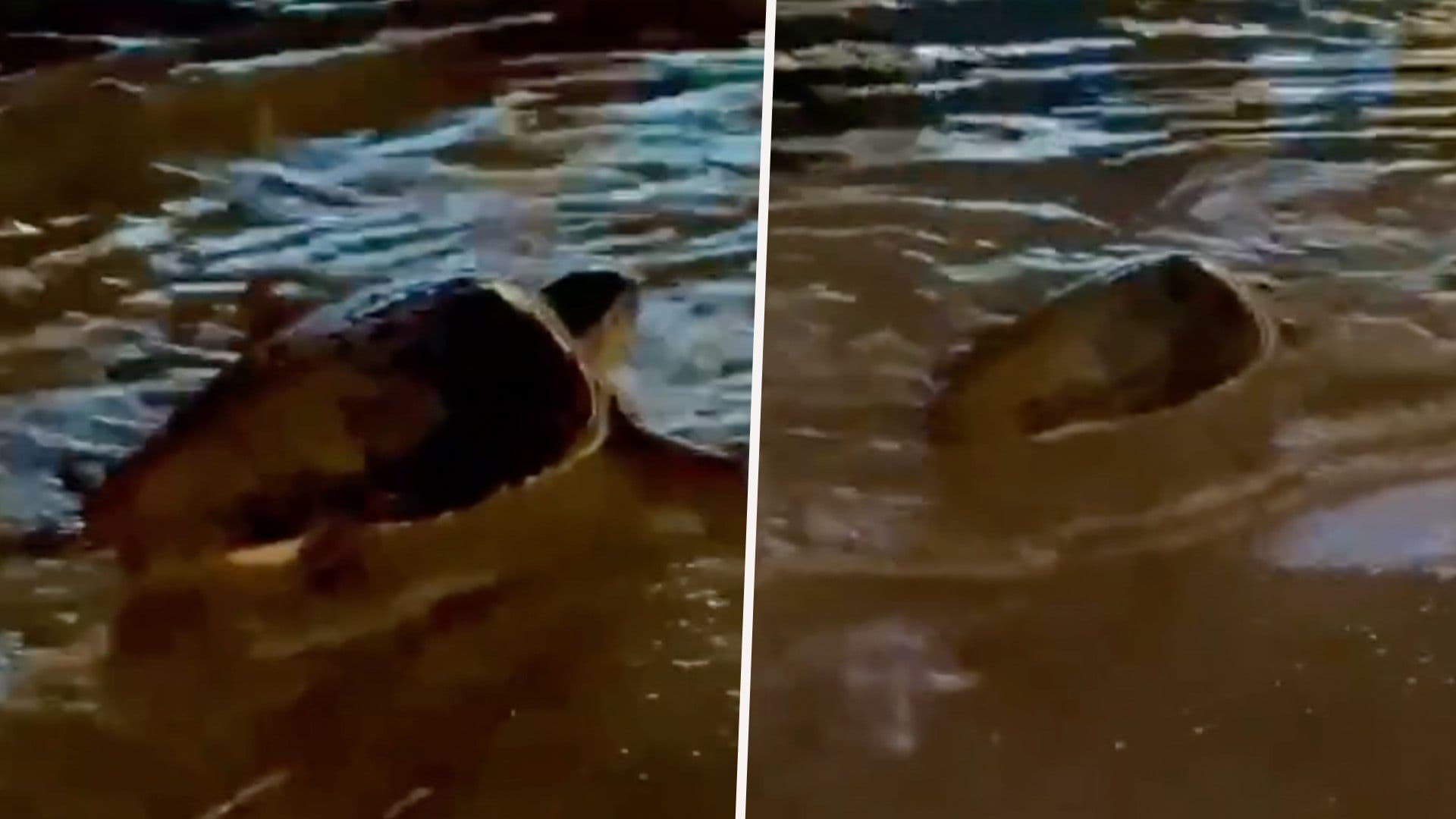 Loggerhead Turtle Spotted At Balluta Bay, St Julian’s