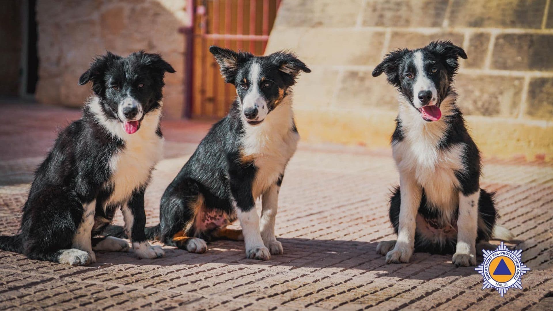 Meet Salvu, Stiefnu, and Spiru: The CPD’s New K9 Recruits