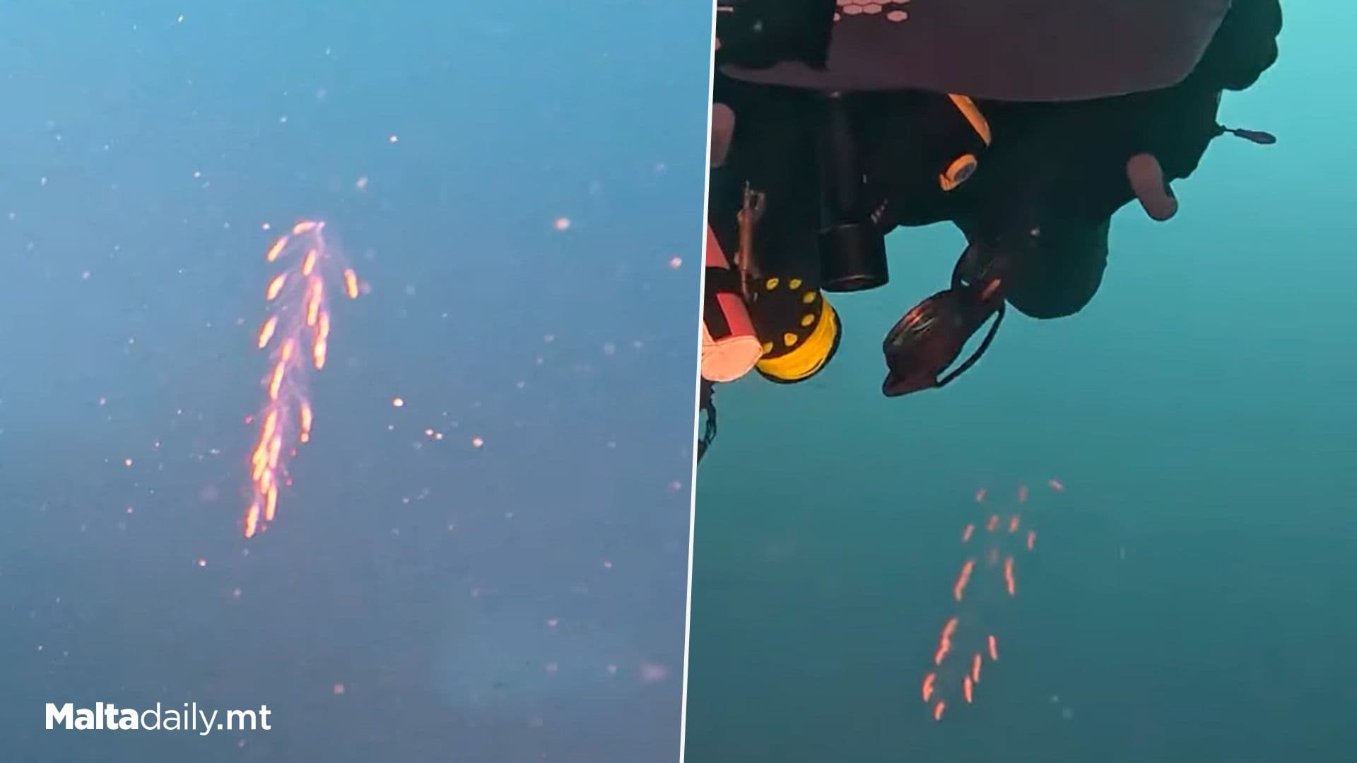 Yet Another Stinging Siphonophore Spotted In Local Waters