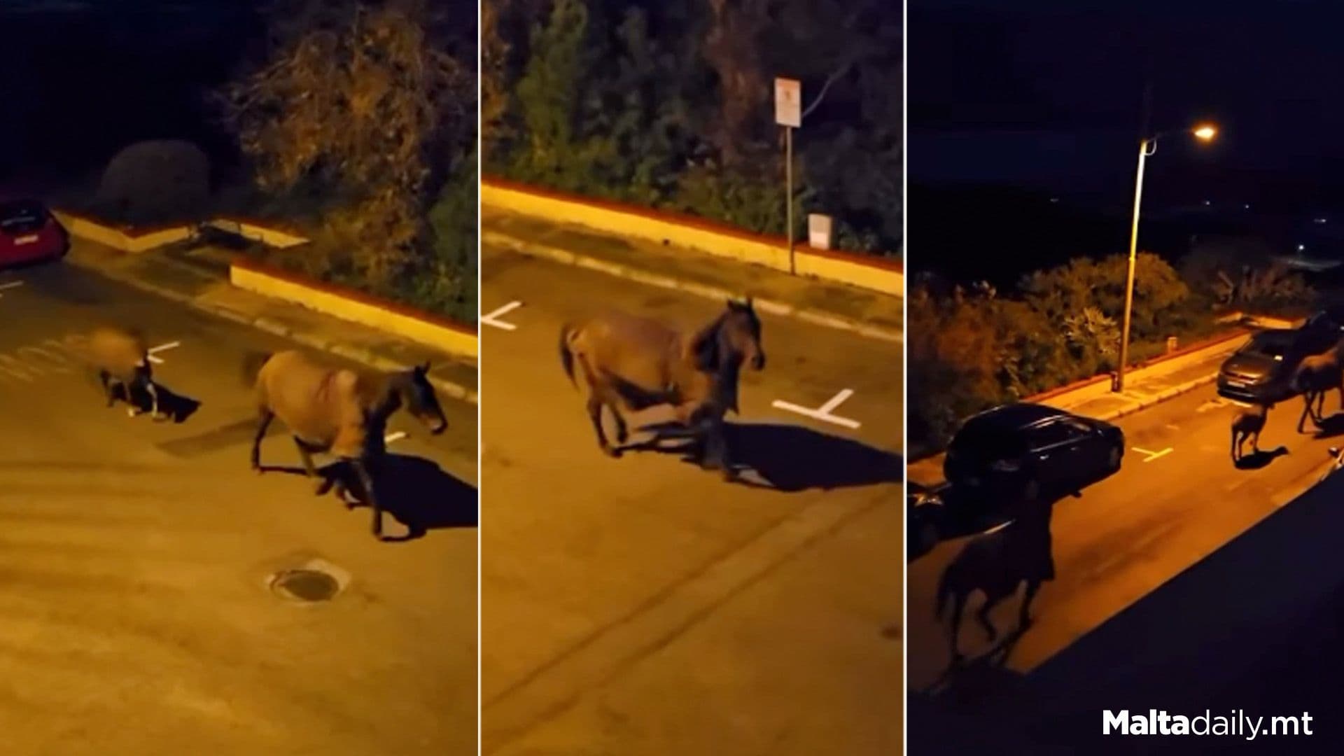 Horses Filmed Trotting Through Mellieha Streets