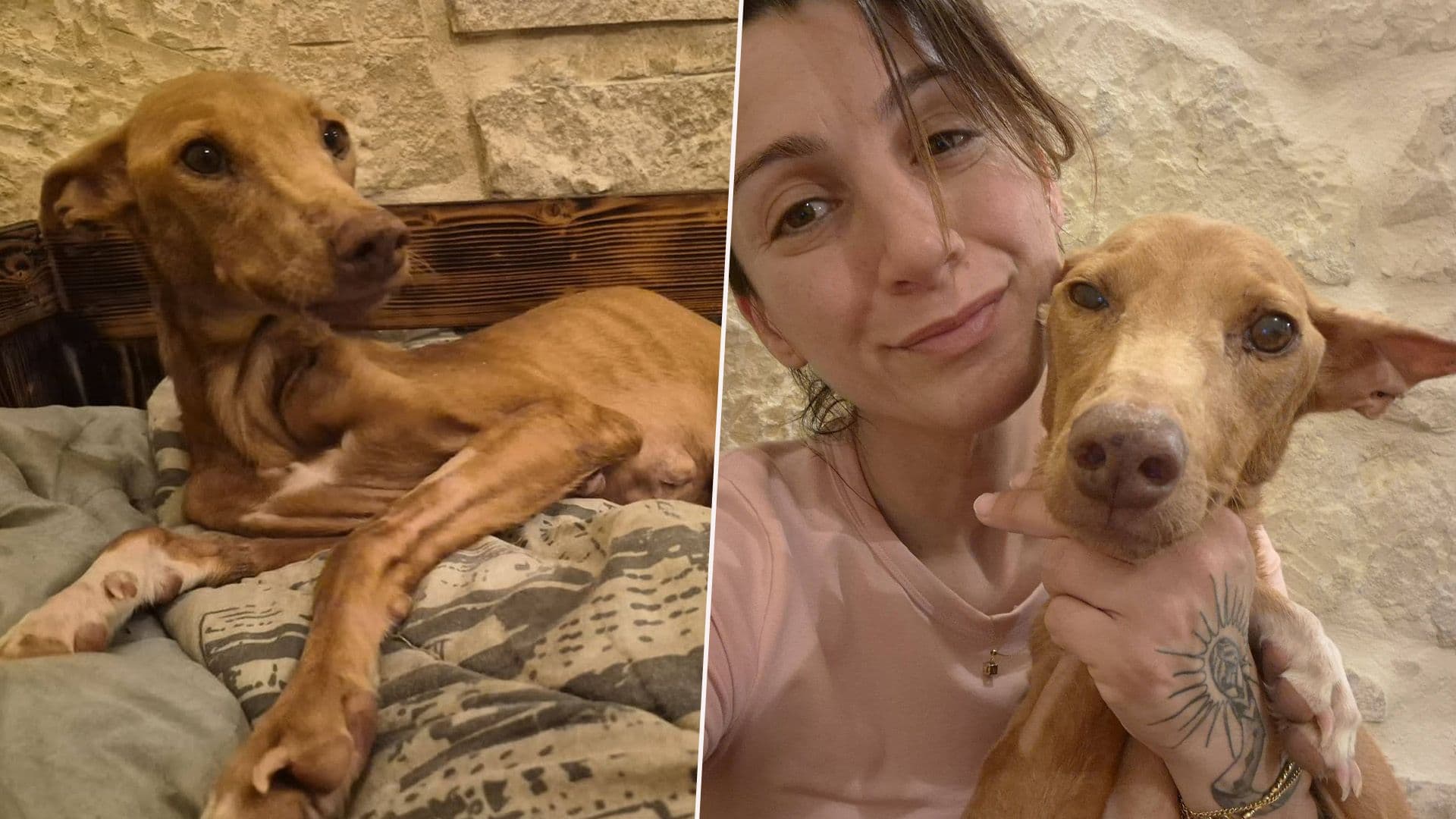Severely Anemic Dog Pina Is Now Healing & Receiving Love
