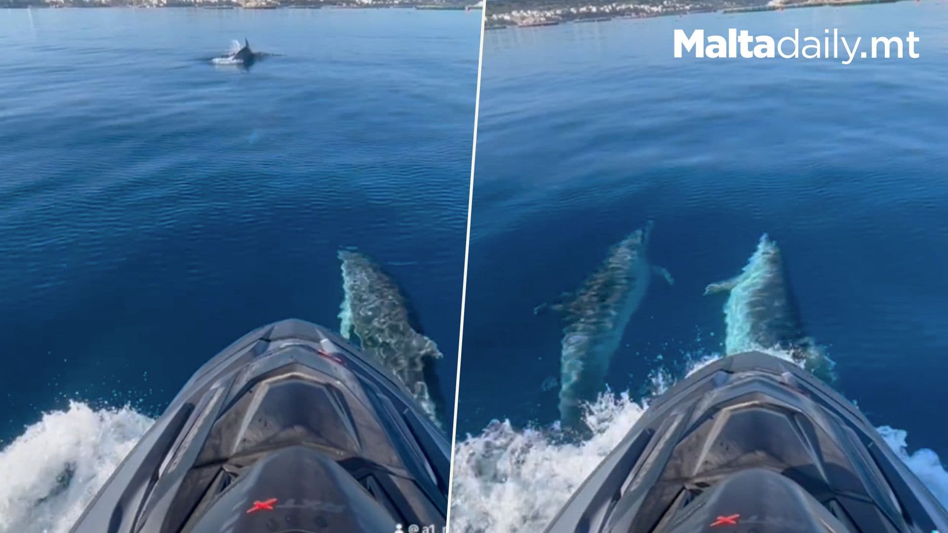 Dolphins Spotted Swimming In Maltese Seas