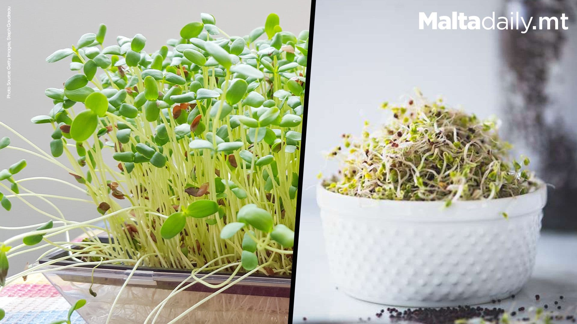 New Study Links Broccoli Sprouts To Pre-Diabetes Management