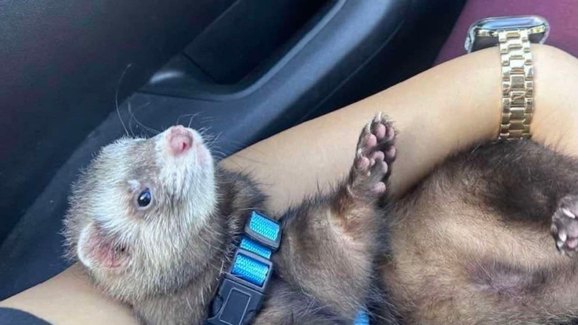 Noodle The Ferret Is Missing! Help His Family Find Him!