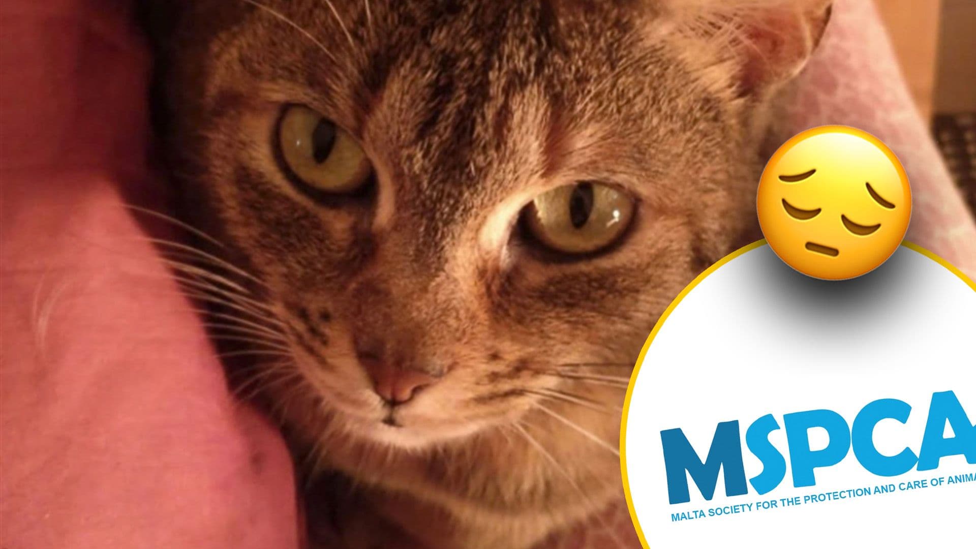 Here's What To Do If You Encounter A Frightened Lost Pet Following Yesterday's Explosion, According To MSPCA
