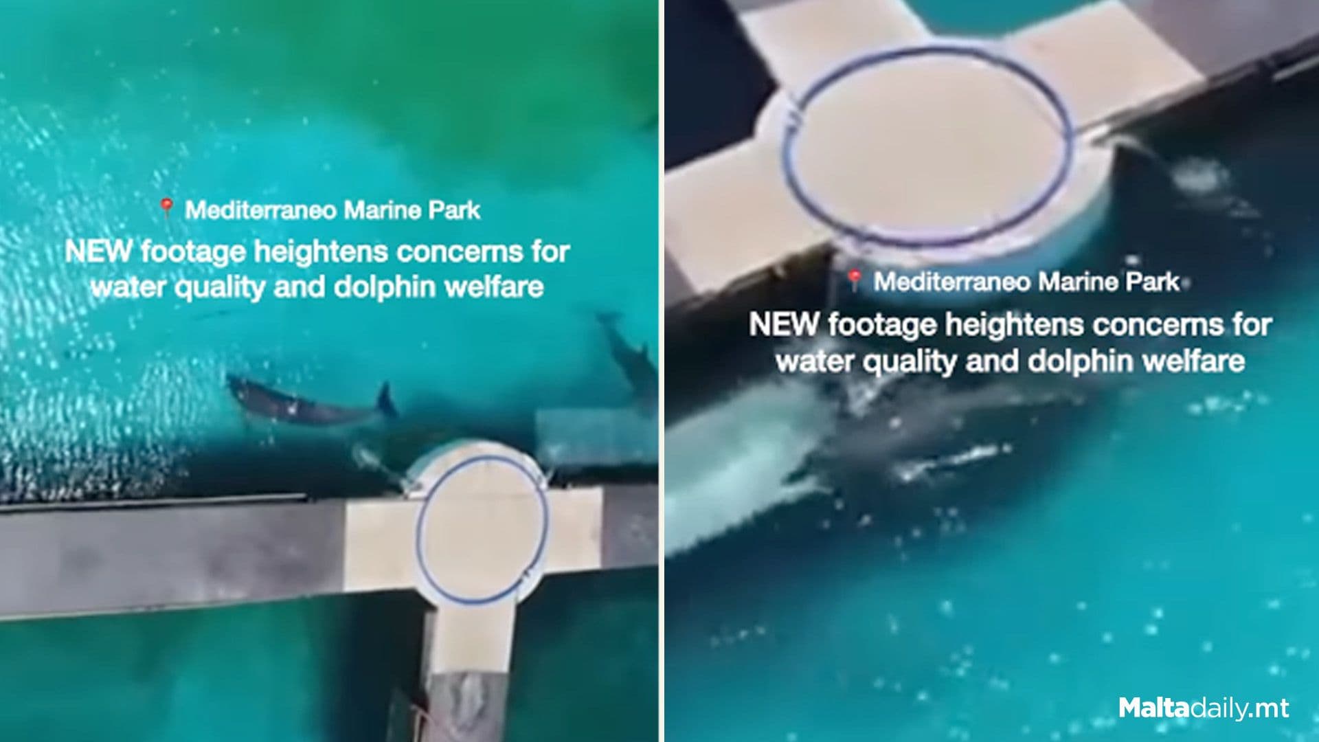 Alarms Raised Over Dolphin Welfare At Mediterraneo Marine Park