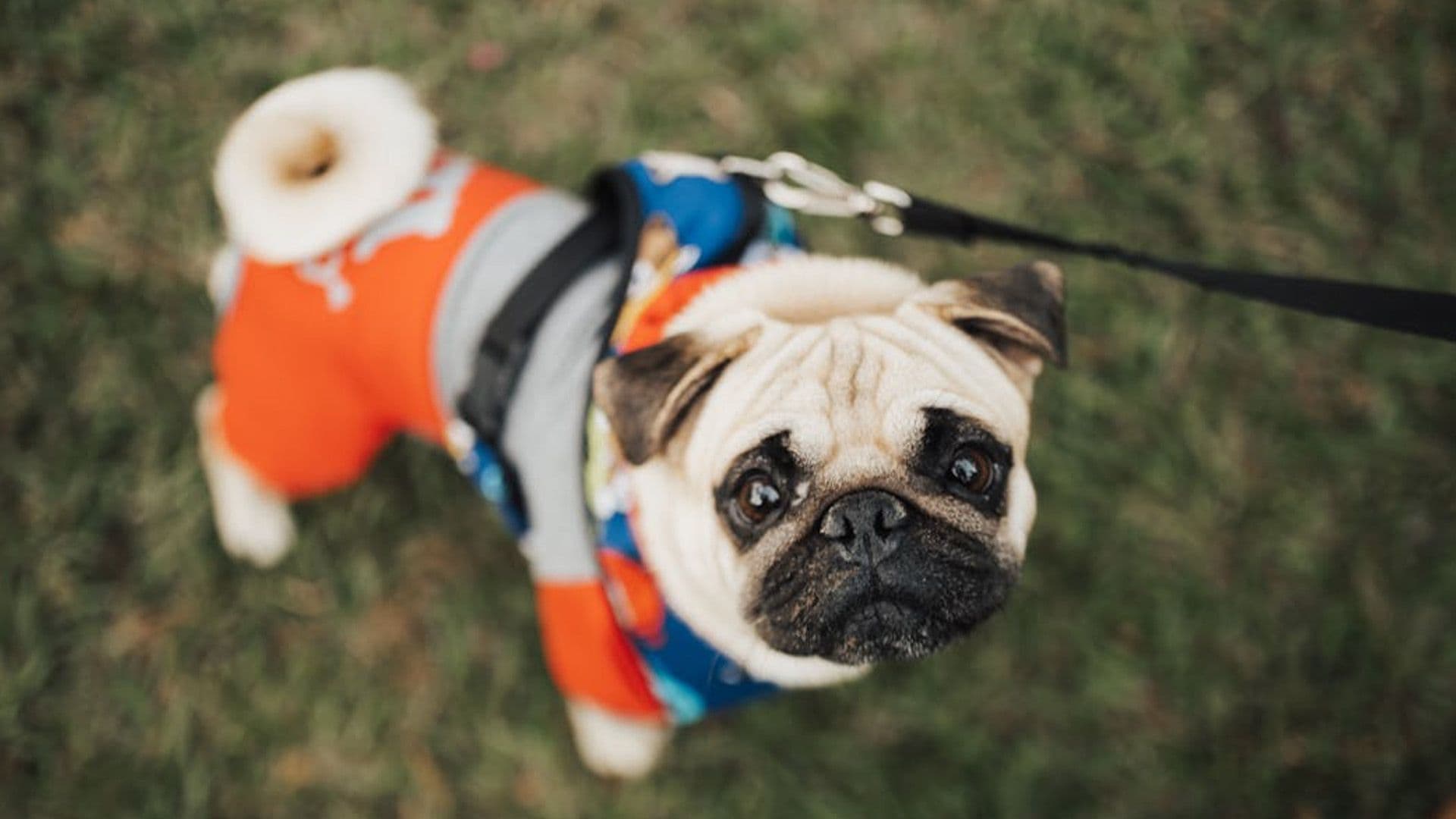 How Humanity Got Its Animal Best Friend: Dogs!