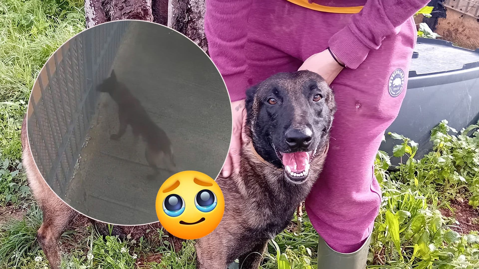 CCTV Shows Lost Dog Going Up To Local Shelter Asking For Help