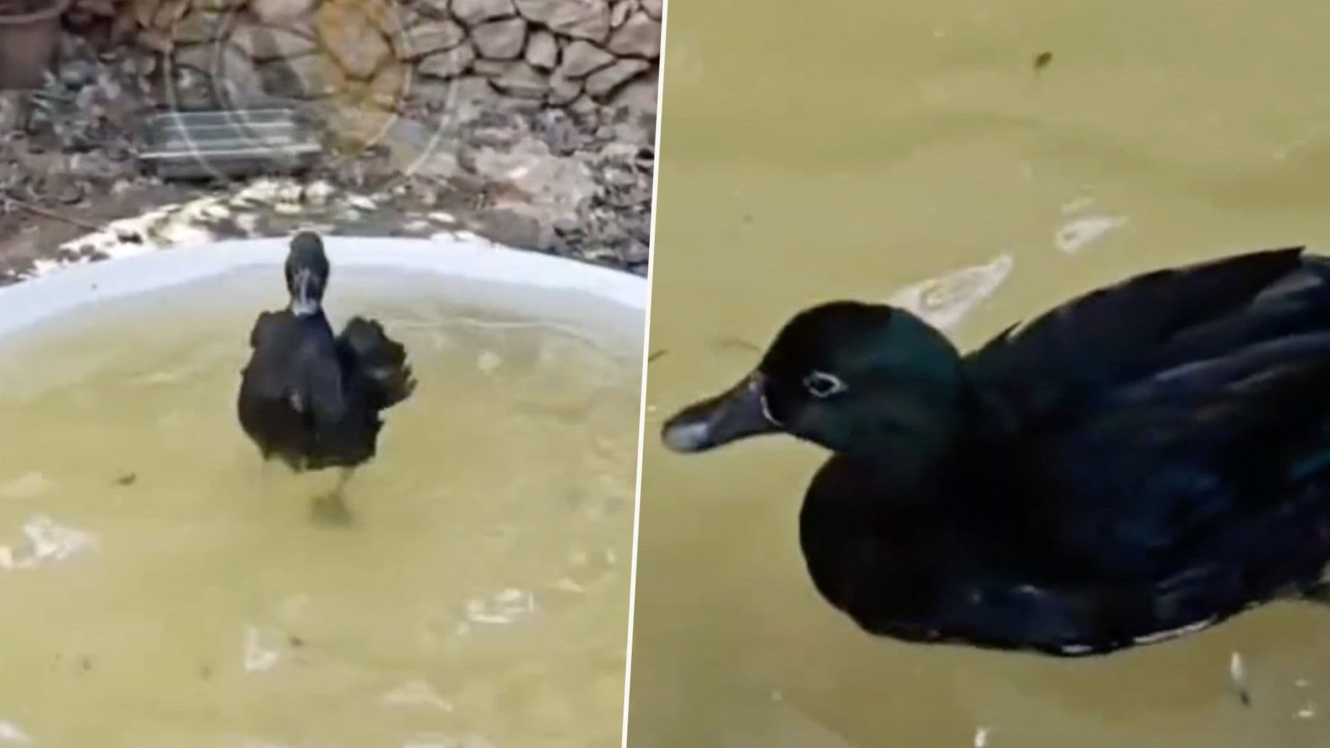 Duck Abandoned By Owner At Golden Bay Rescued & Fostered