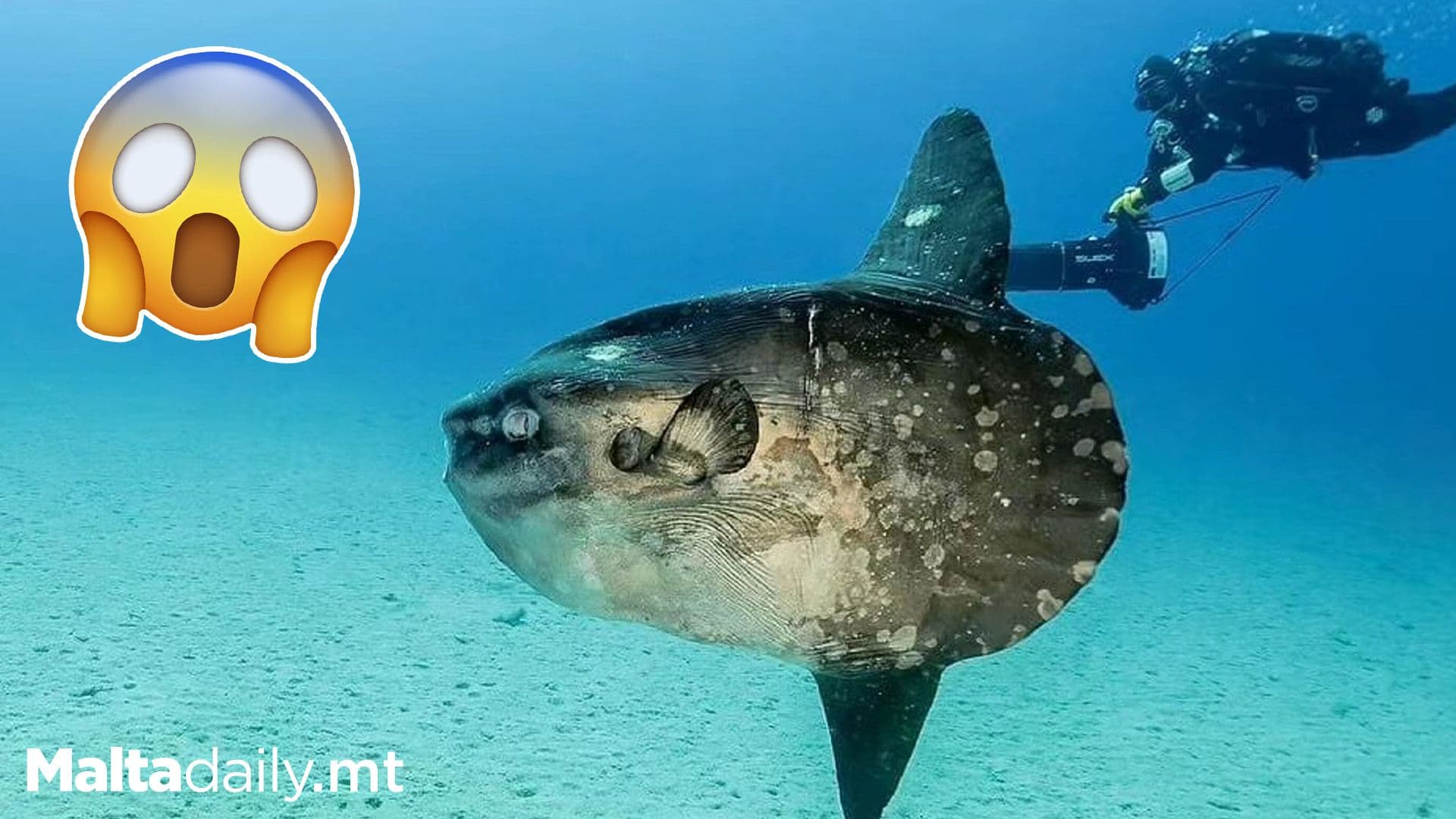 Local Photographer Snaps Majestic Sun Fish Off Coast of Żurrieq