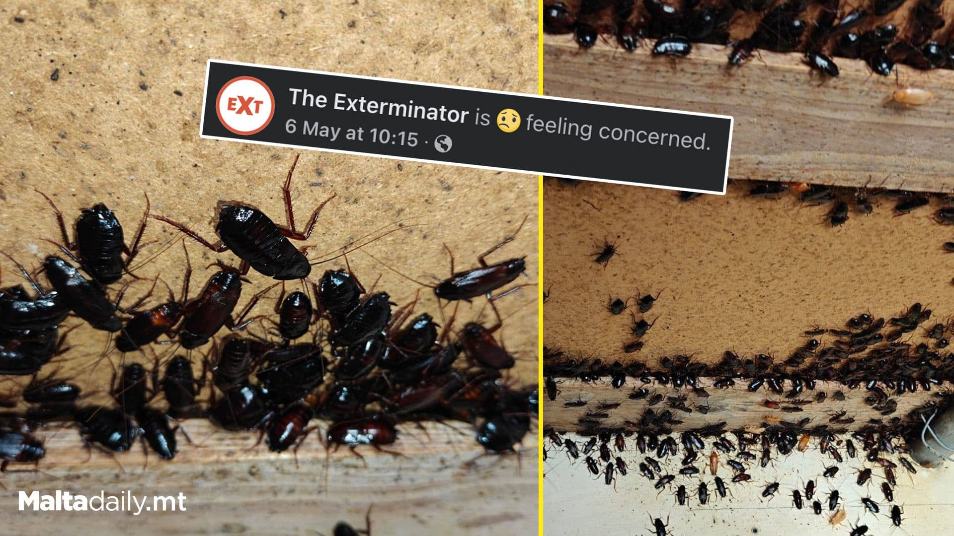 The Exterminator Discover Largest Colony Of Black Cockroach in Malta