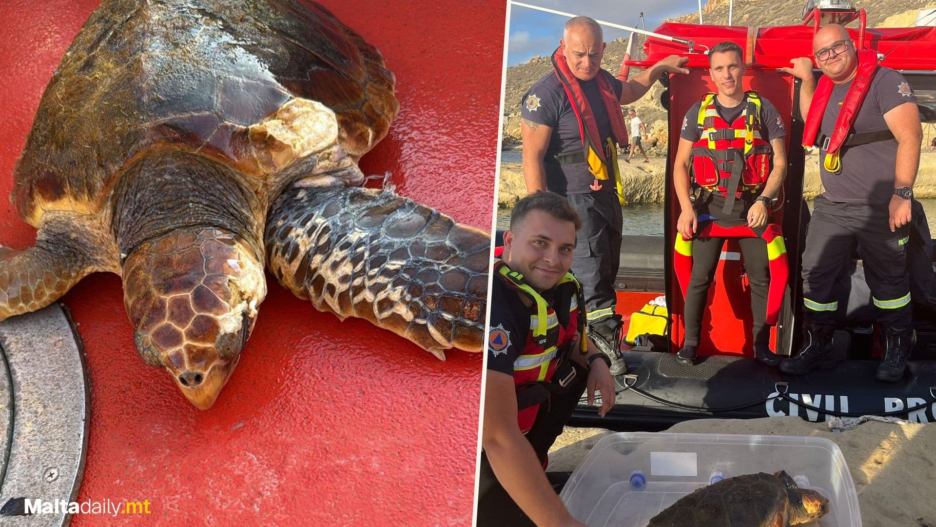 Entangled Turtle Mira Rescued Off Miġra l-Ferħa