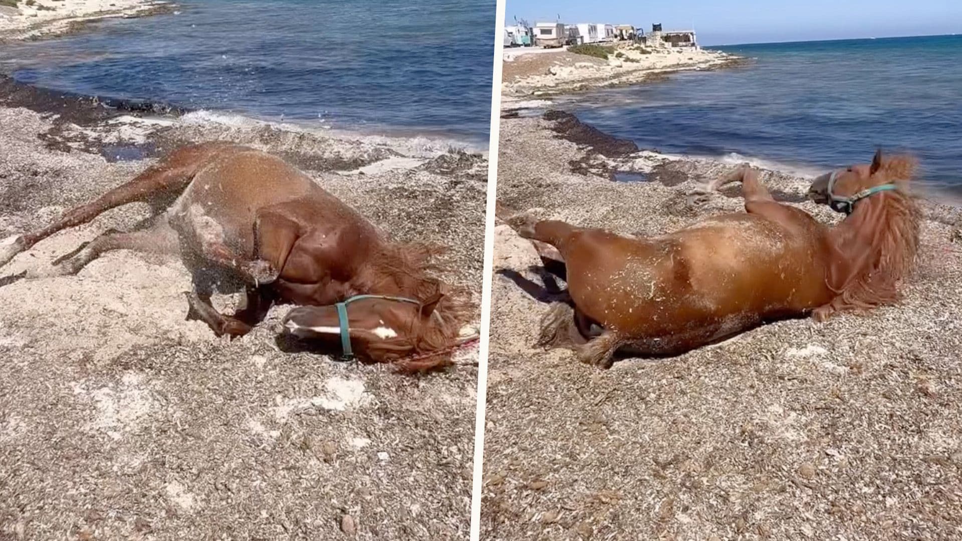 Horse Rolls Over & Plays On Local Beach After Ride