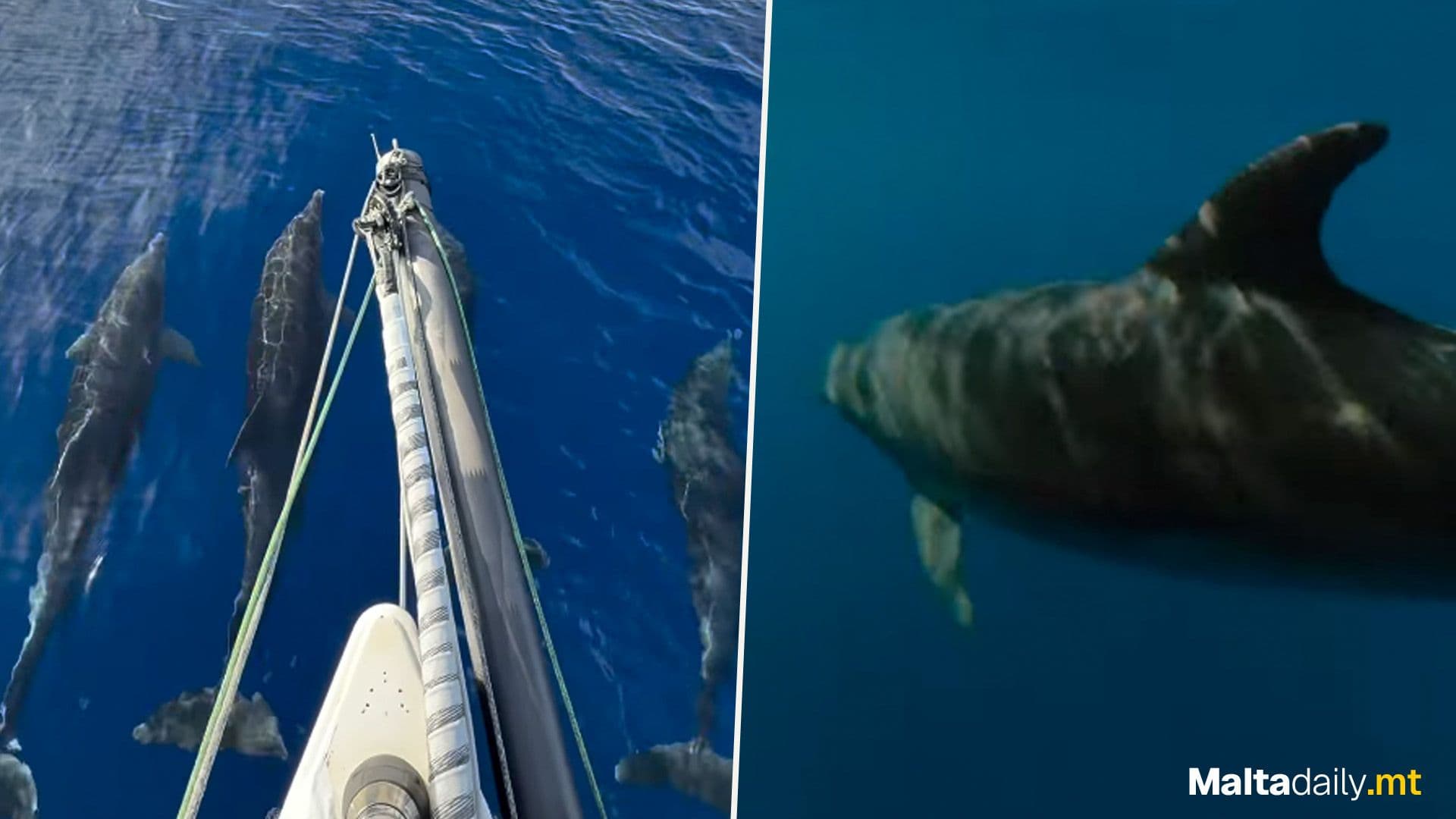 Dolphins Join Boats During Rolex Middle Sea Race