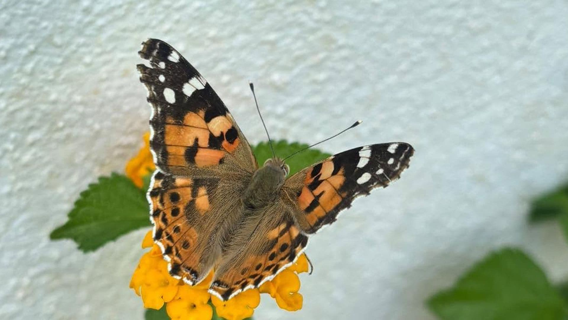 Local School Yard Filled With Butterflies As They Migrate Over Malta