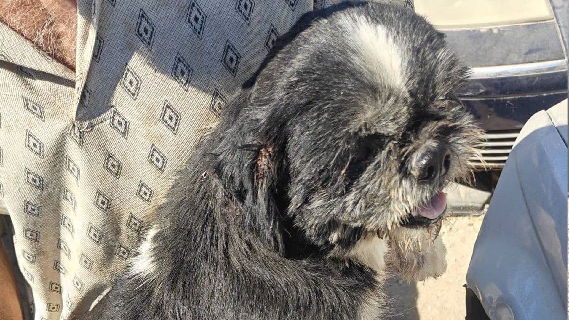 DOGS IN NEED OF URGENT MEDICAL CARE RESCUED BY ANIMAL WELFARE OFFICIALS