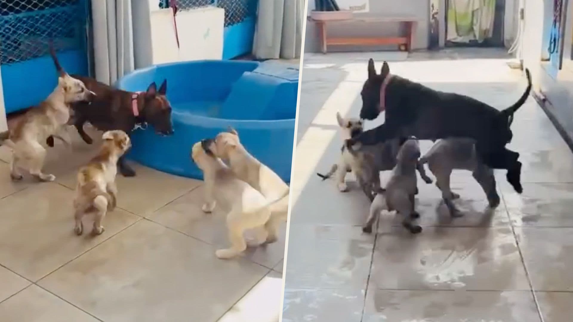 Watch: Adorable Shelter Puppies Play With Their Mum