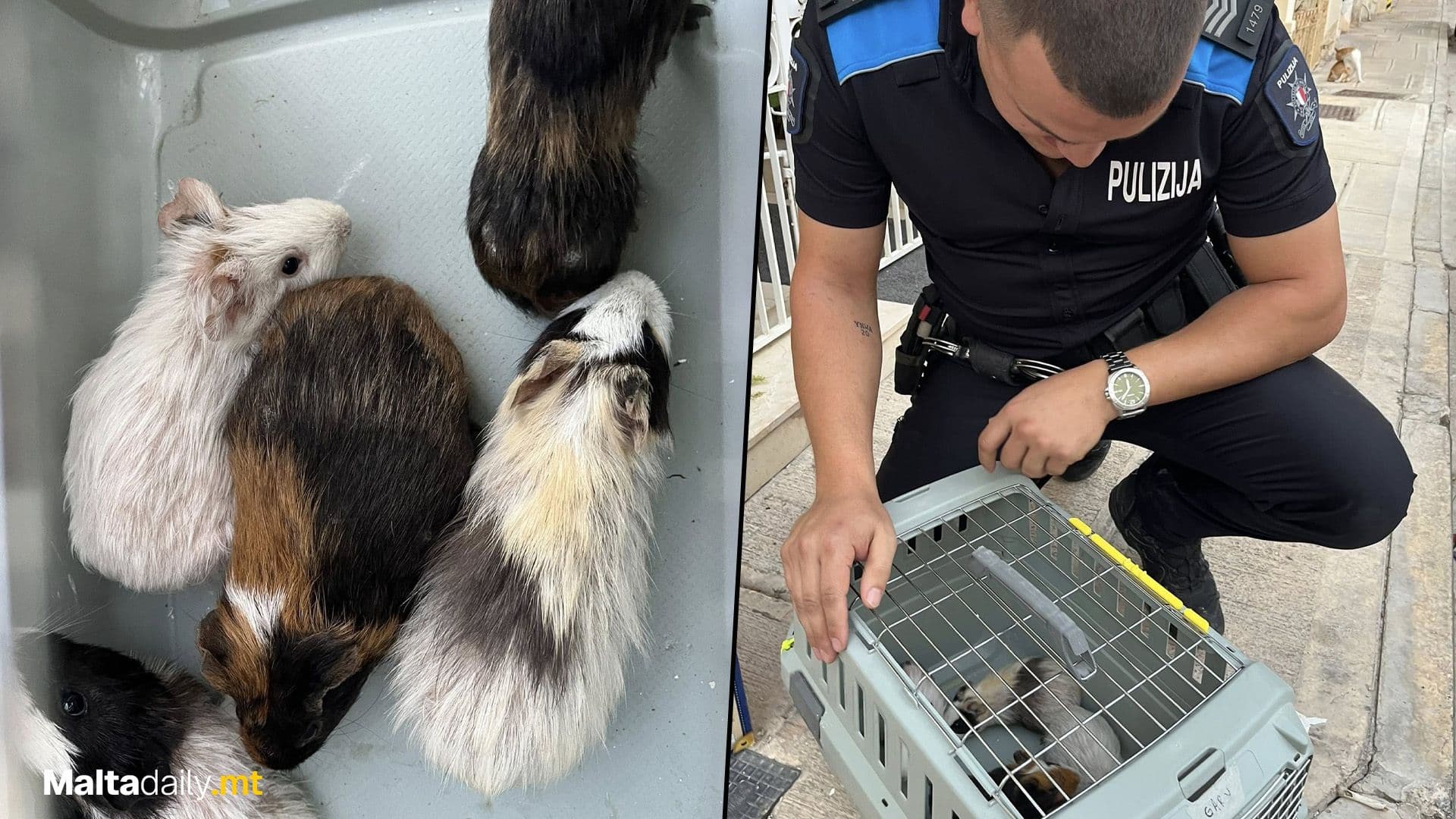 Sergeant Saves Guinea Pigs Left To Die In Valley