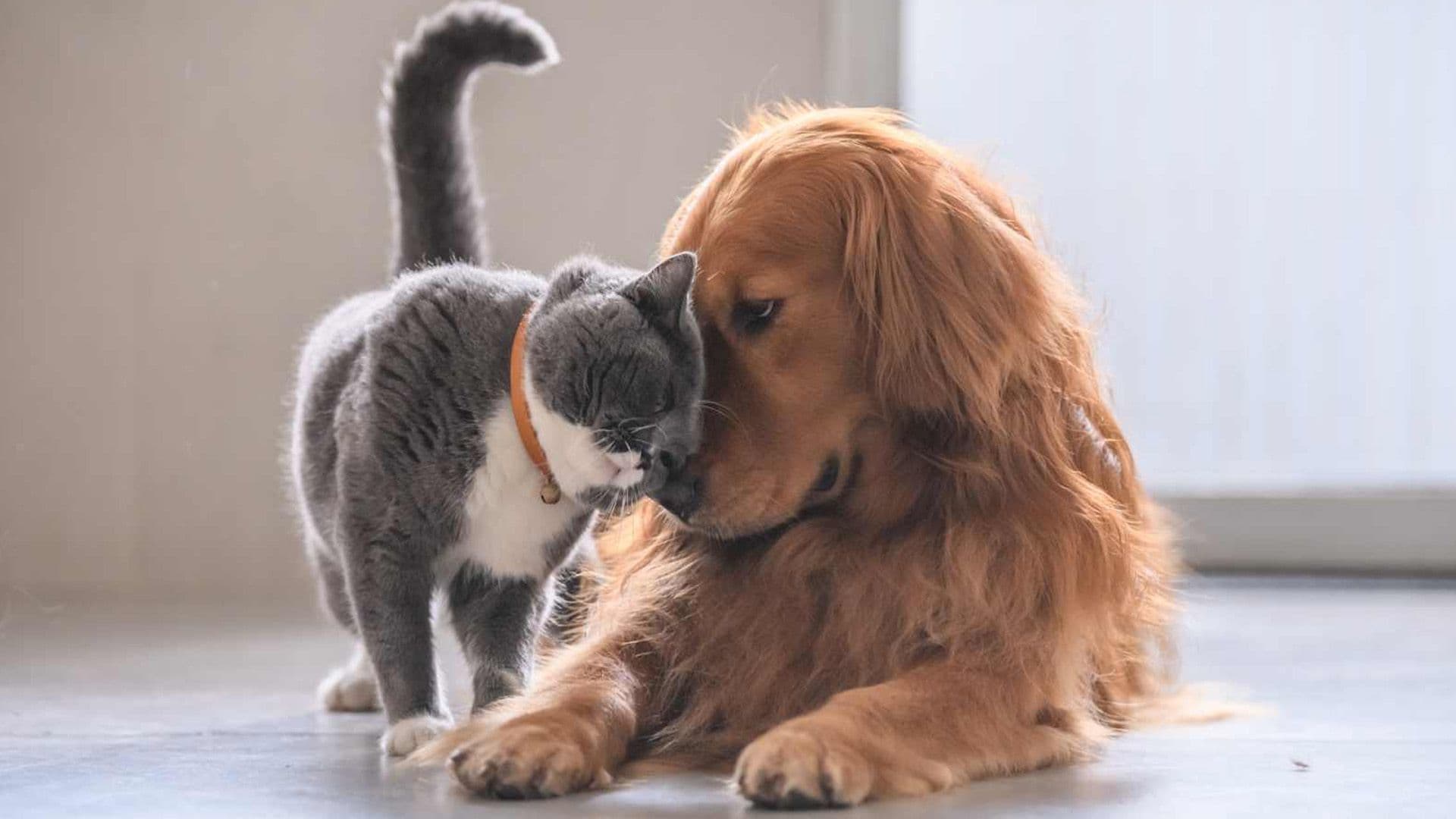 500 Cats and 200 Dogs Adopted in 2025