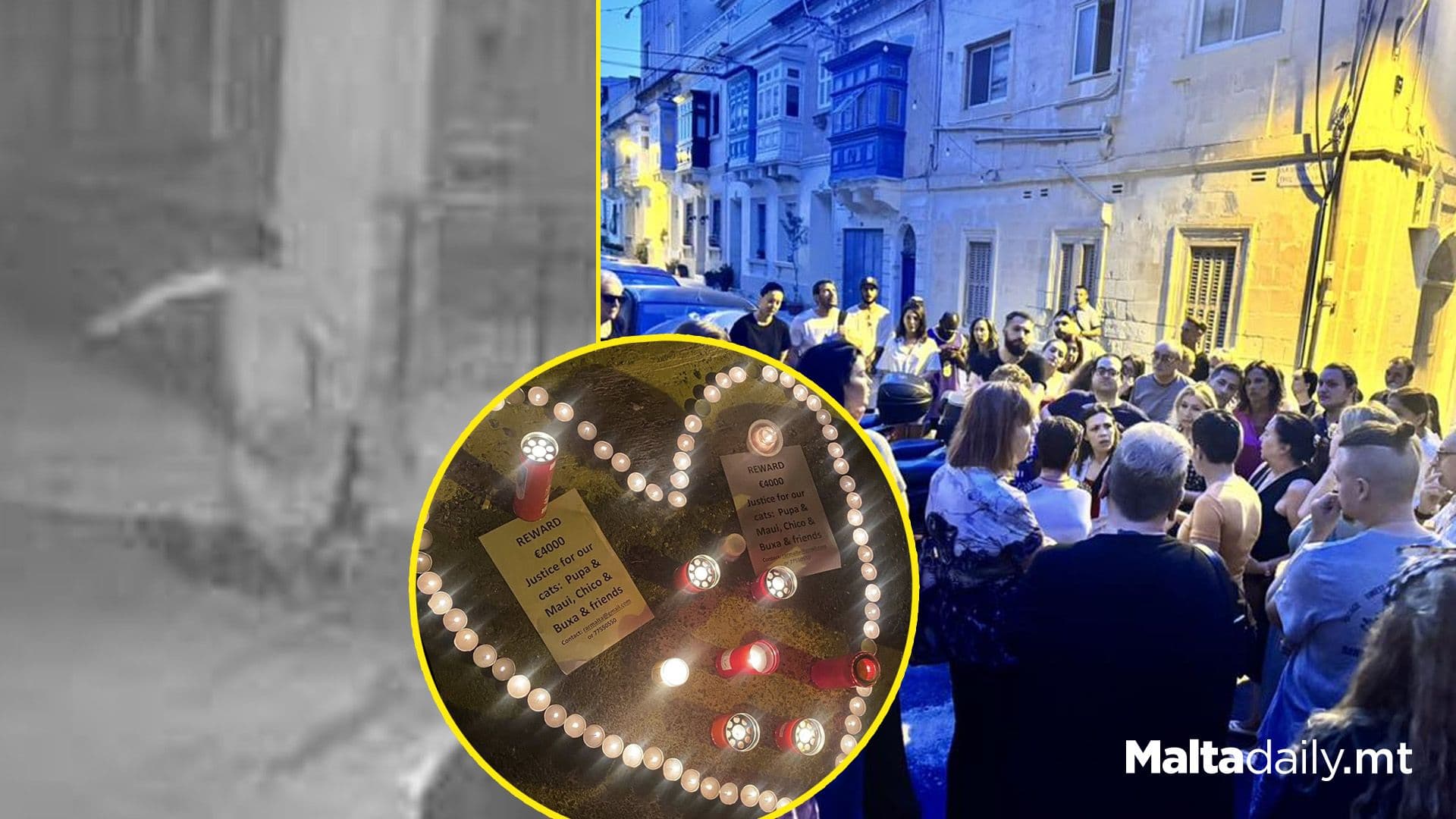 €4,000 Reward Offered For Information On Sliema Cat Killer