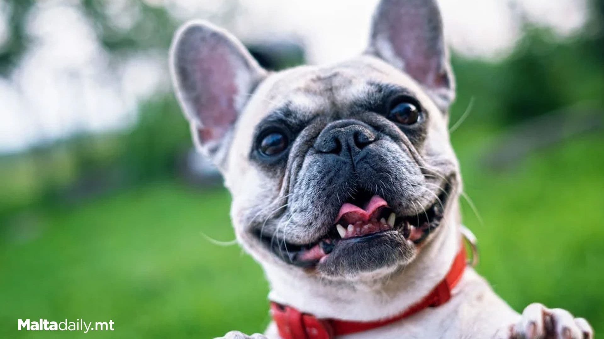 Most Maltese Prefer Dogs Over Cats, But Just Barely