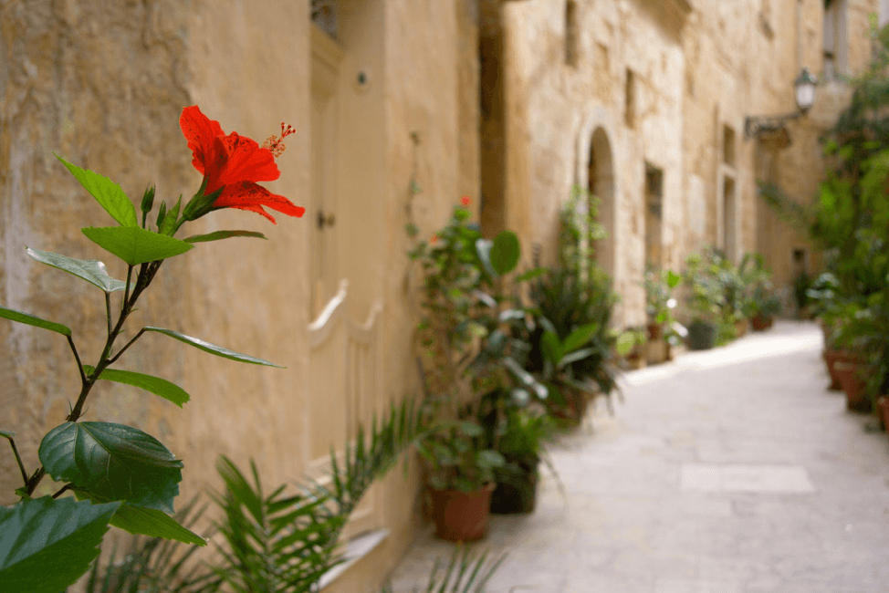 New Year’s Resolutions Maltese People Should Consider In 2024