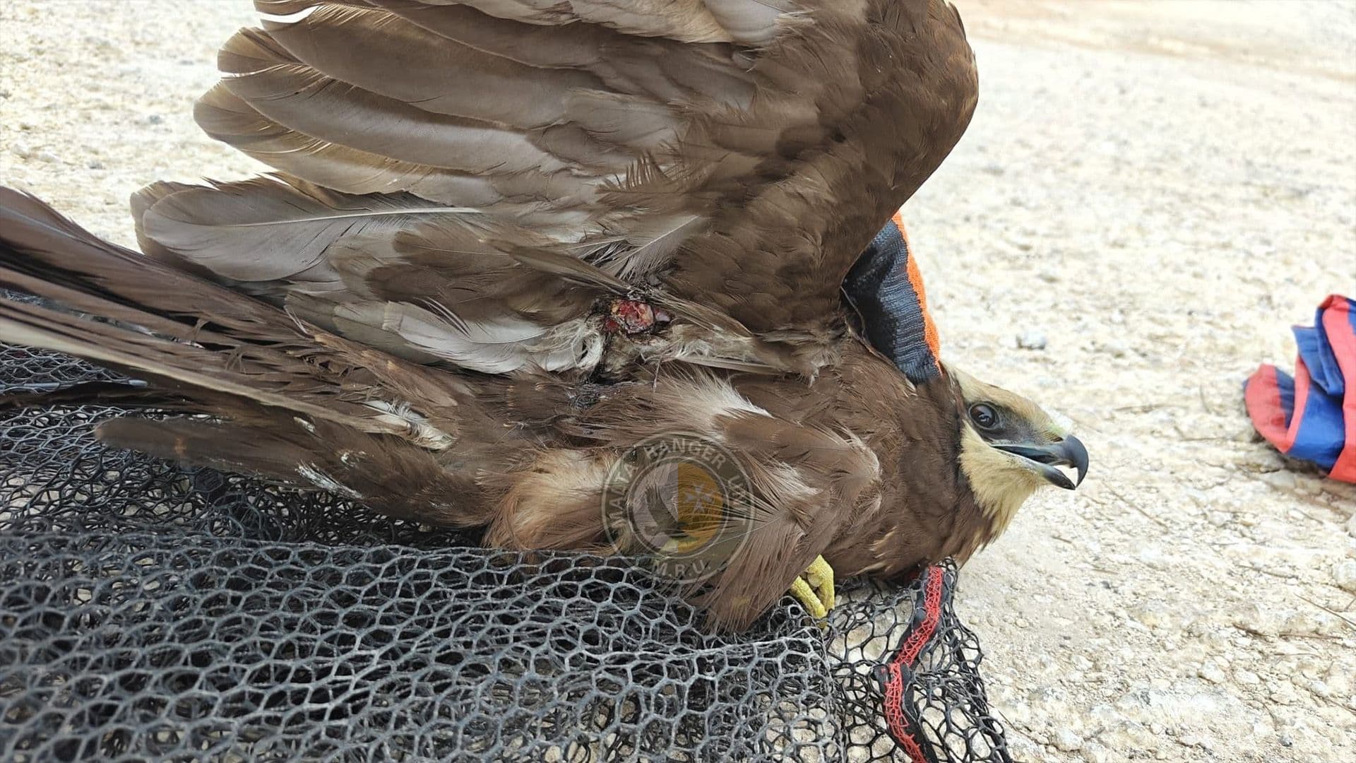 Injured Western Marsh Harrier Rescued From Qammieħ Cliffs