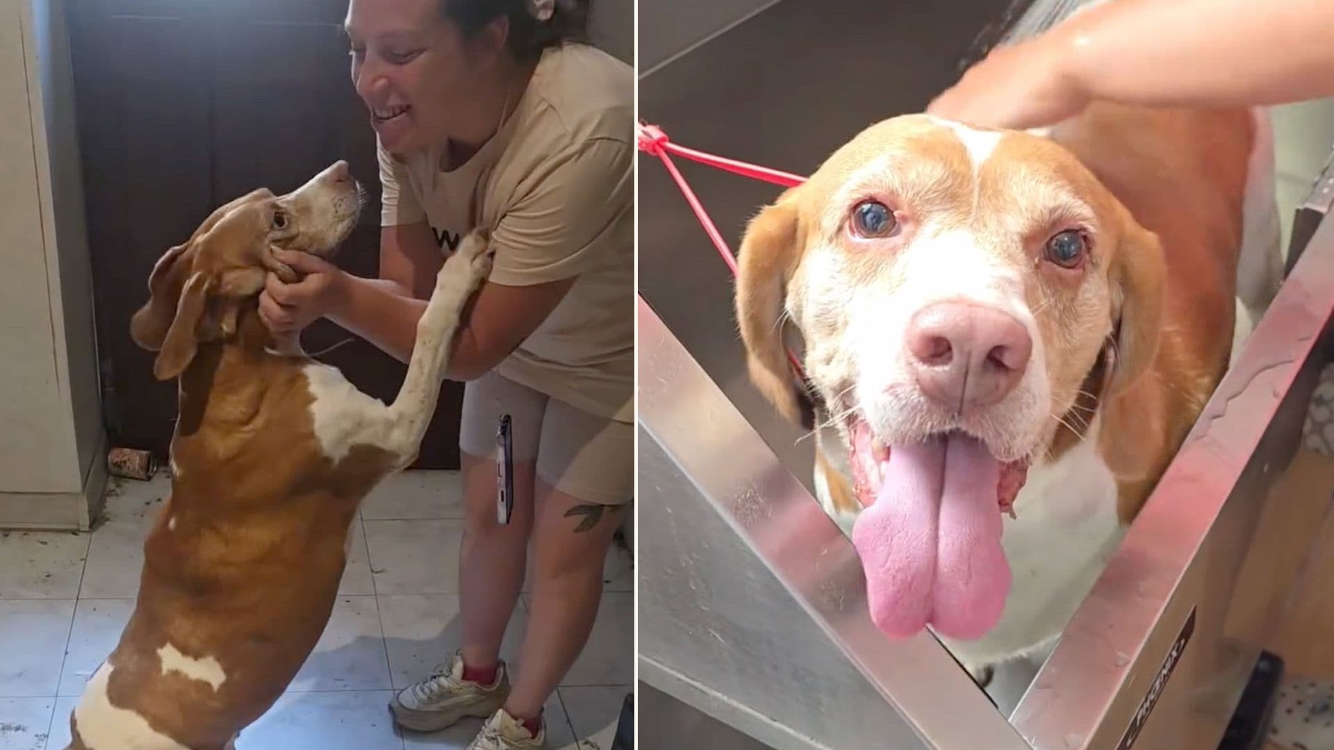 Dog Living Alone For 8 Months After Owner Died Ready For 2nd Chance