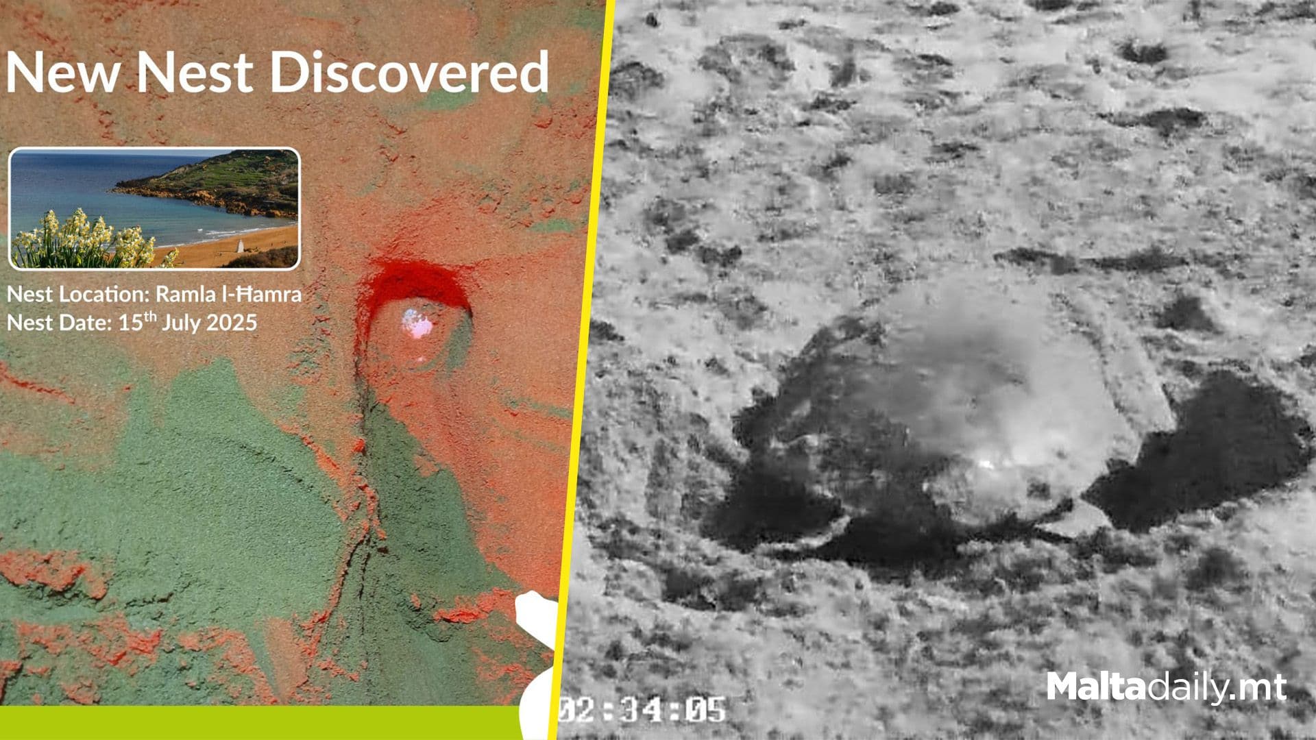 Fifth Turtle Nest Of The Season Confirmed At Ramla l-Ħamra Beach, Gozo