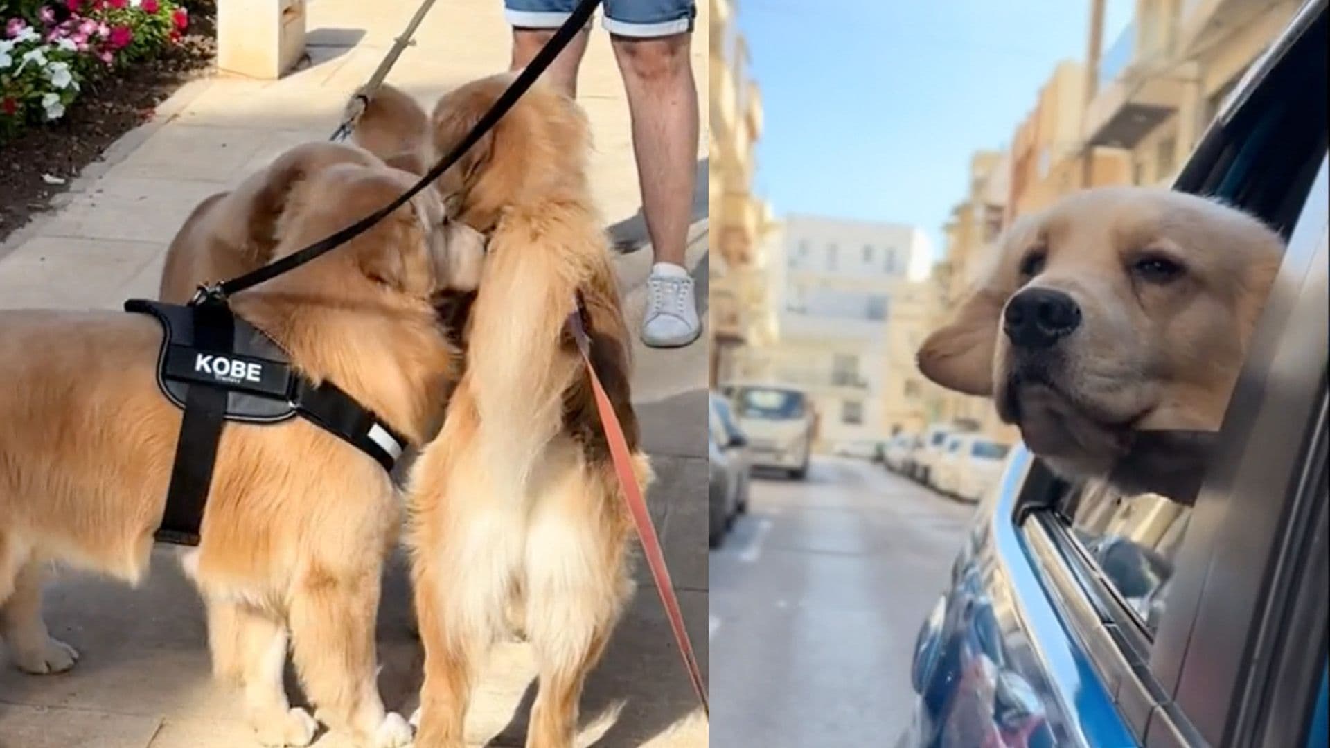 Golden Retriever Bruno Meets His Brothers for the First Time
