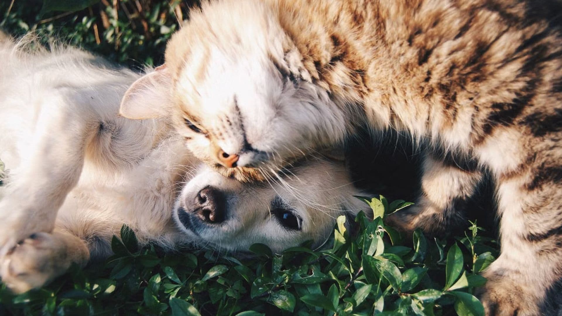 Today We Celebrate World Animal Day!